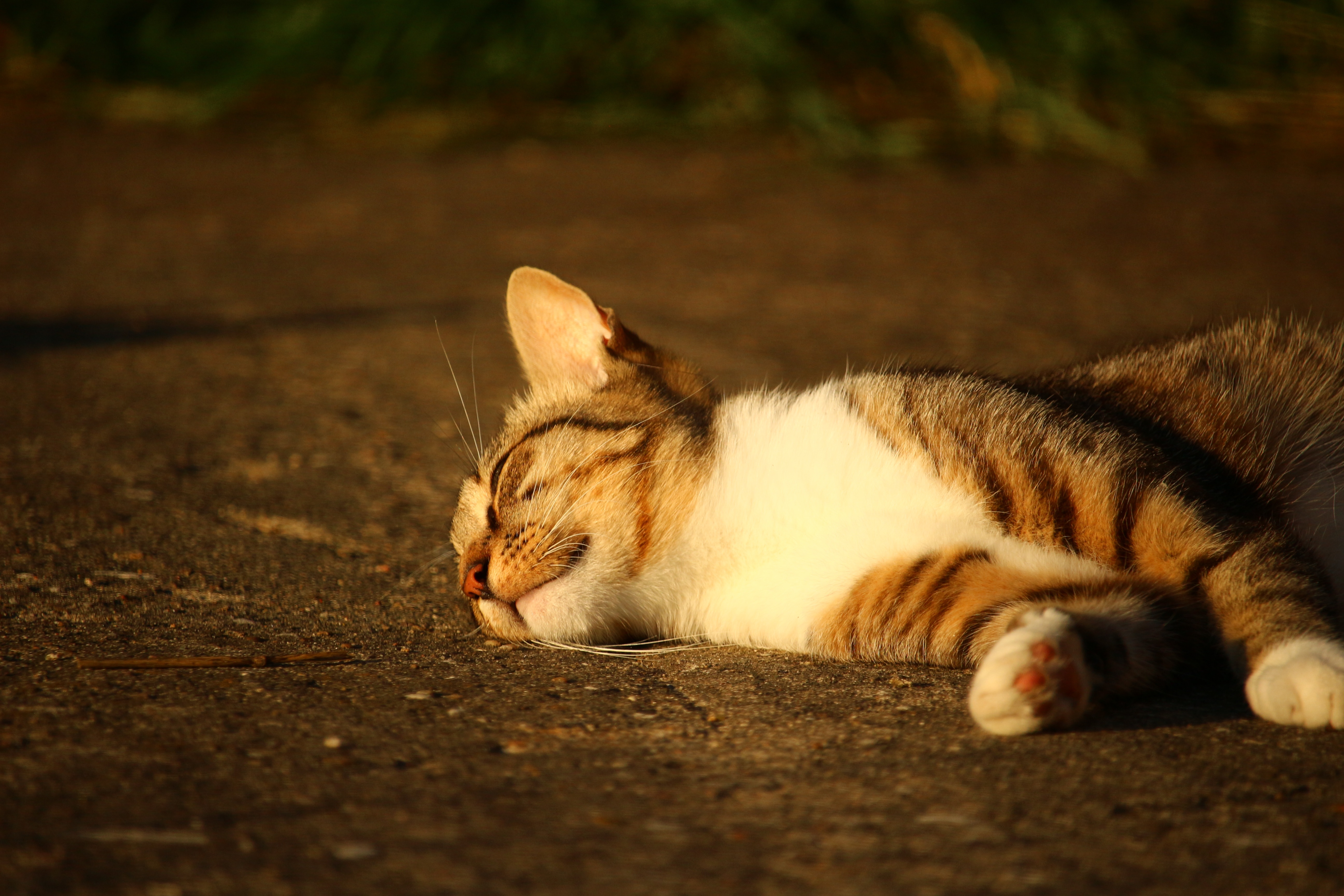 95032 завантажити картинку тварини, кіт, кішка, лежить, смугастий, сонячне світло, сонячного світла - шпалери і заставки безкоштовно