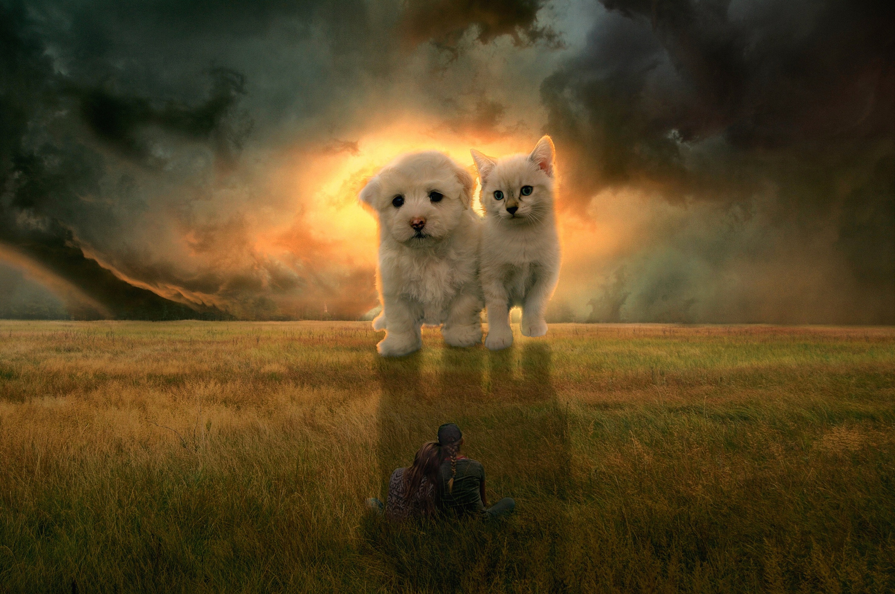 Собака и кошка в поле