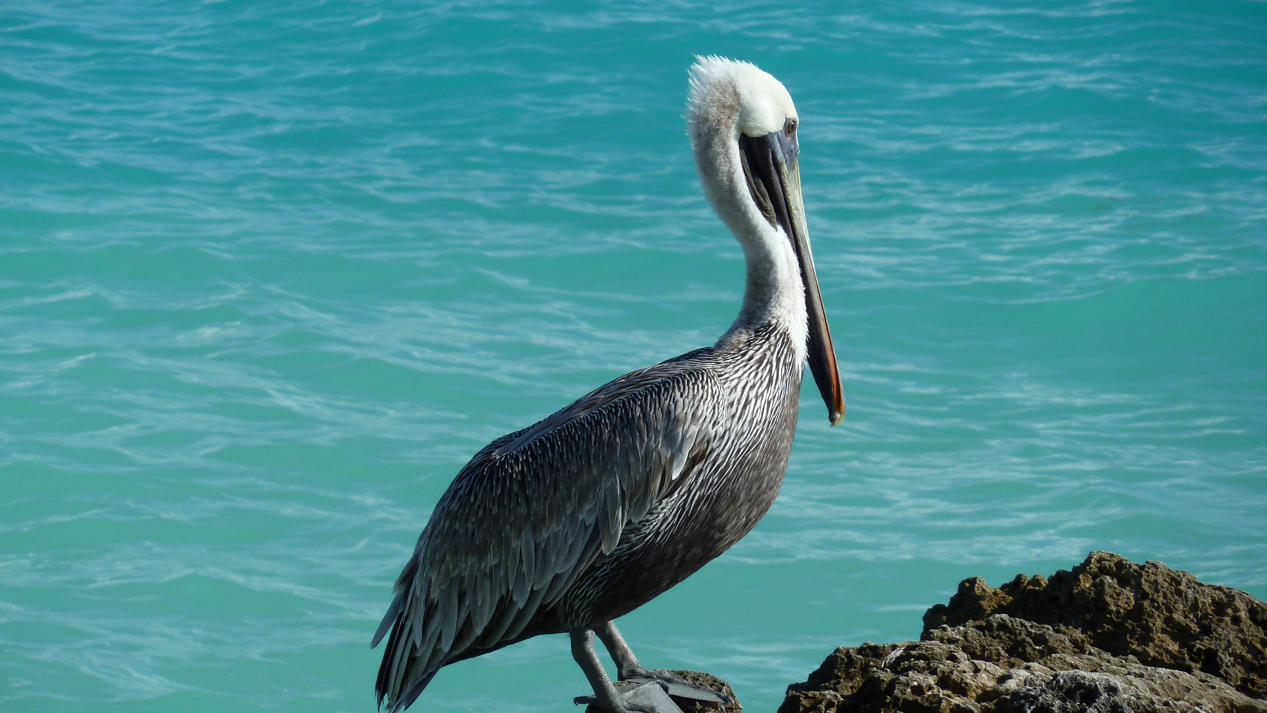 317882 Bild herunterladen tiere, pelikan, vögel - Hintergrundbilder und Bildschirmschoner kostenlos