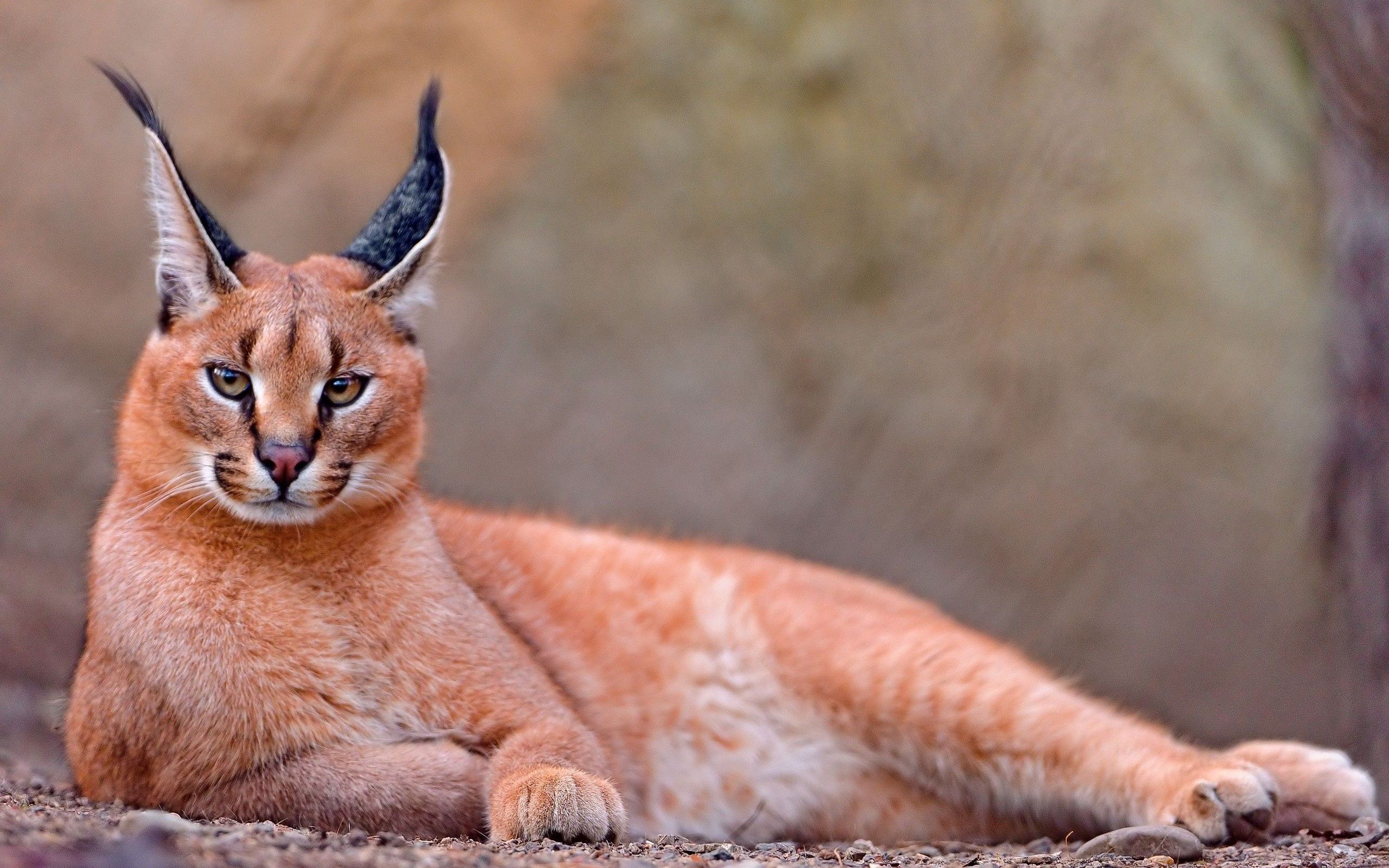 Cool Wallpapers animals, to lie down, lie, beautiful, relaxation, rest, caracal