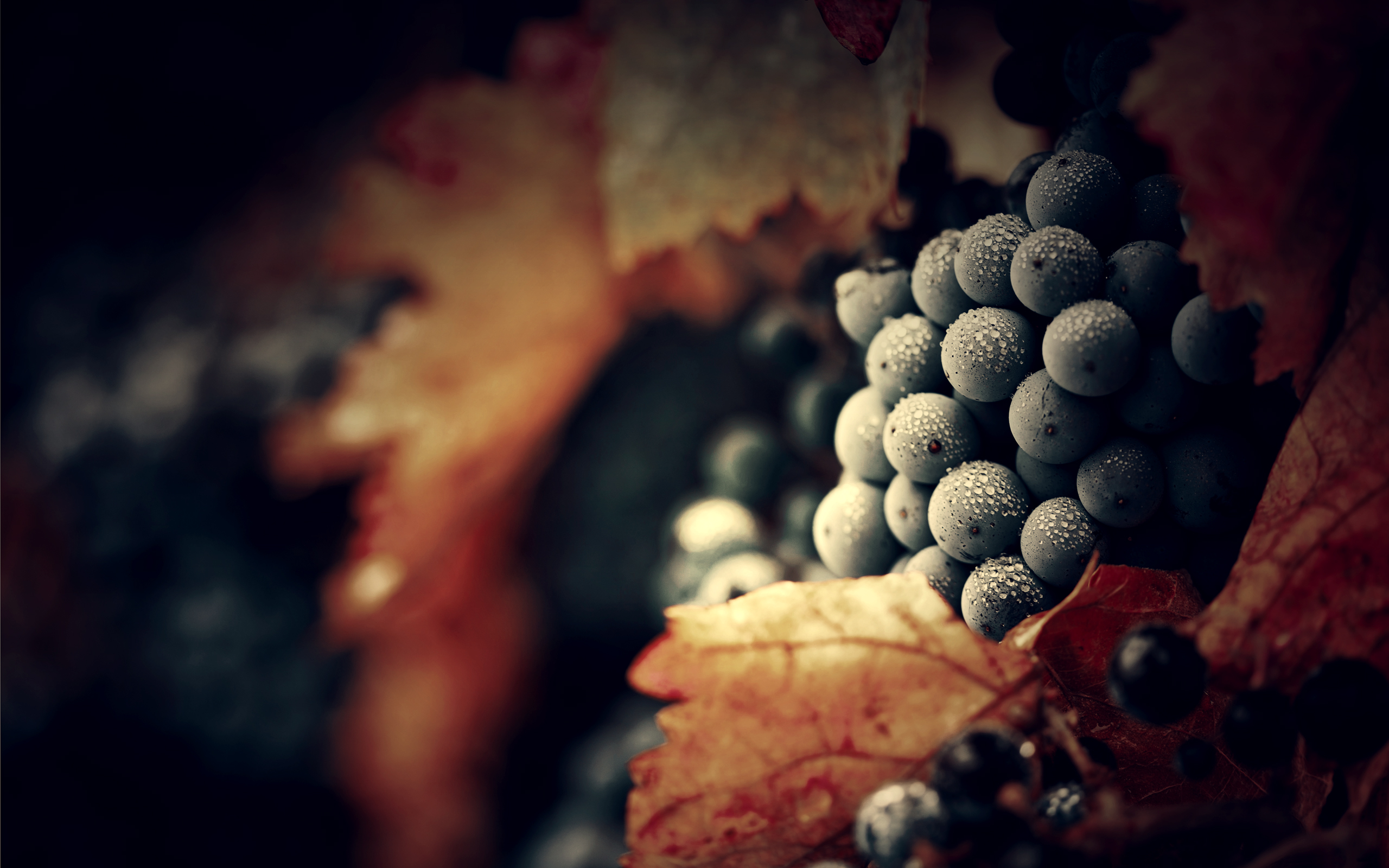 food, grapes, landscape, plant, style, vineyard, water drop, fruits Aesthetic wallpaper