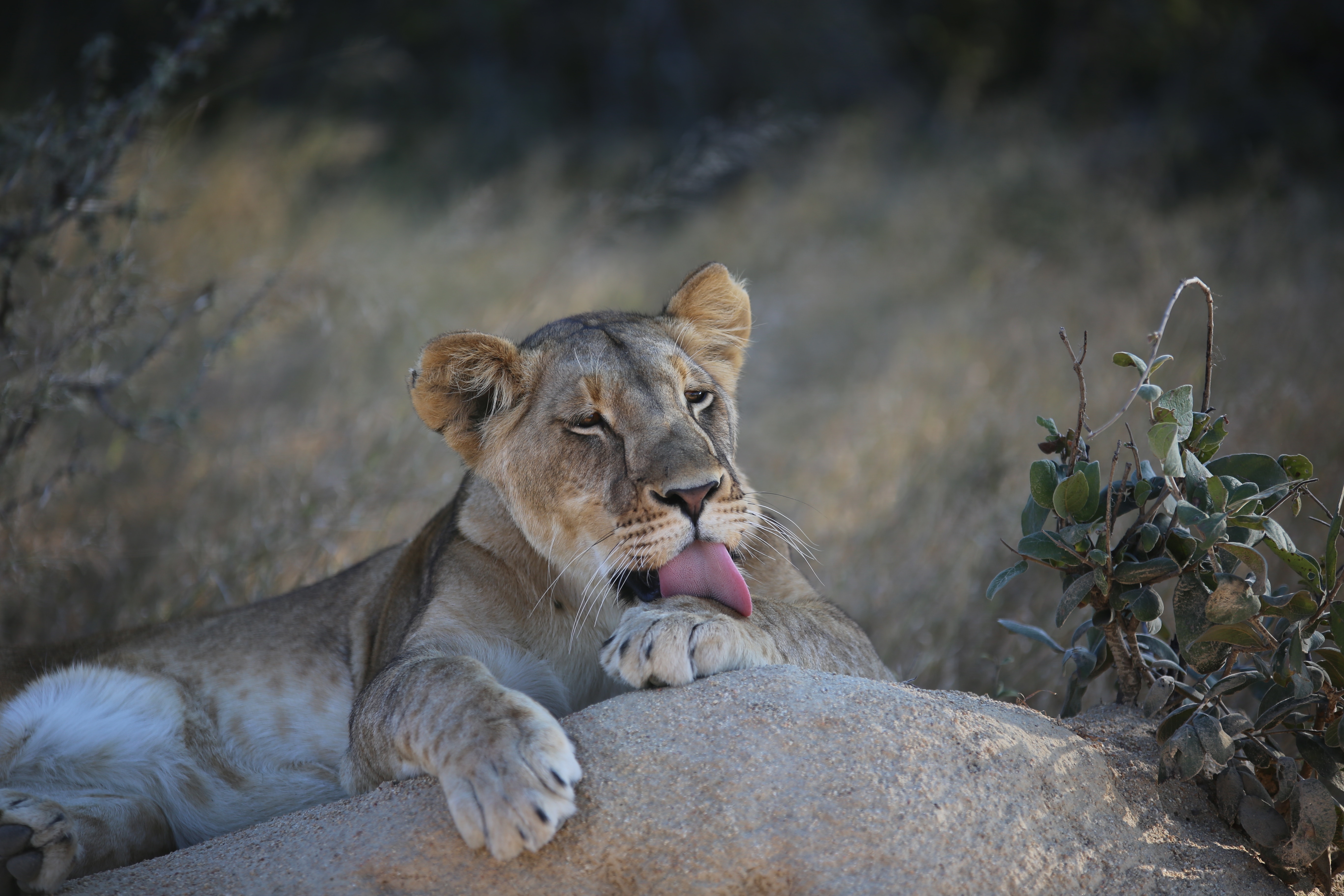 Free download wallpaper Lioness, Licking, Animals, Lick Your Lips, Lion on your PC desktop