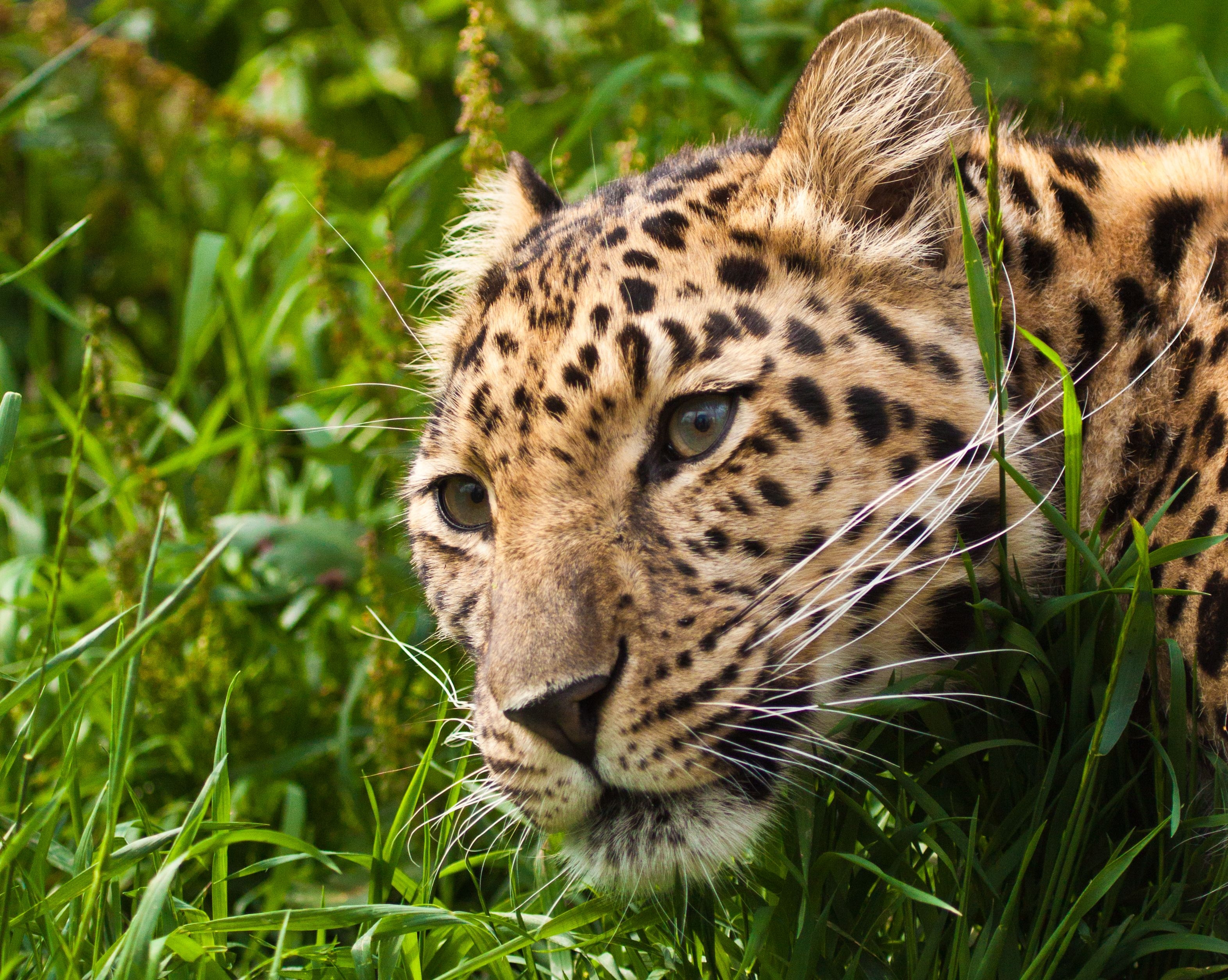 Download mobile wallpaper Sight, Opinion, Leopard, Muzzle, Animals, Grass for free.