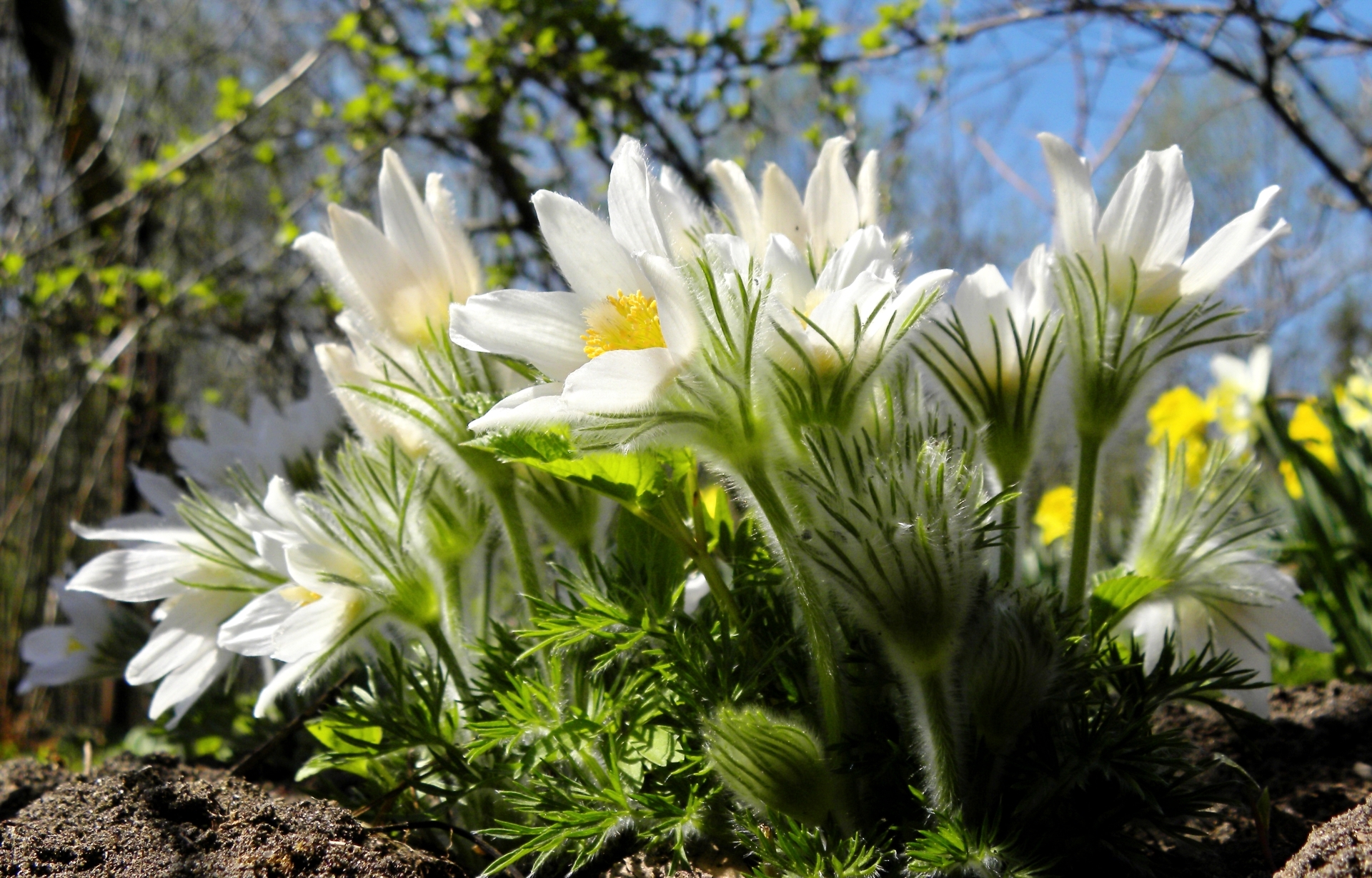spring, earth, anemone, close up, flower, nature, white flower, flowers Full HD