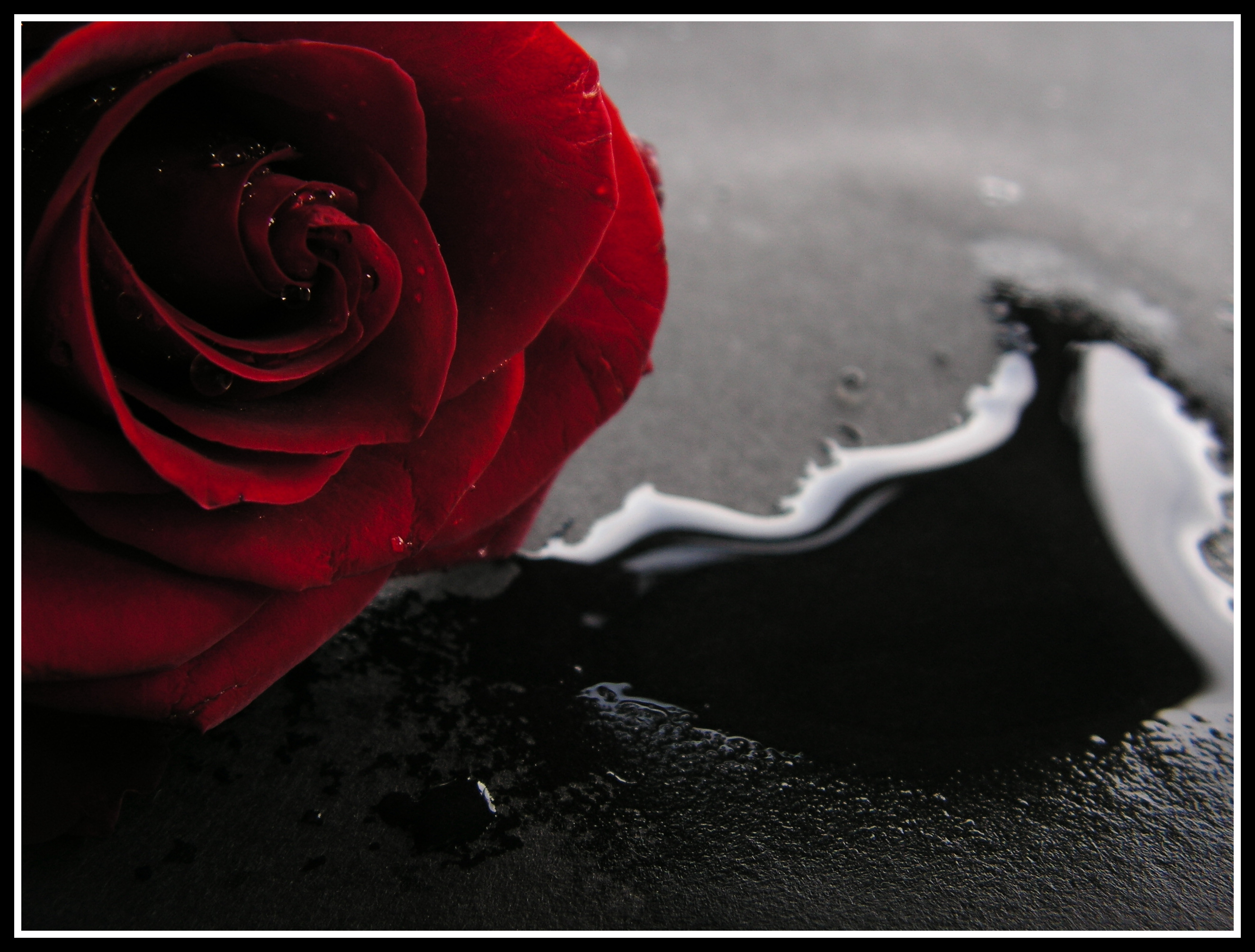 172819 завантажити шпалери земля, роза, квітка, червона троянда, флауерзи - заставки і картинки безкоштовно