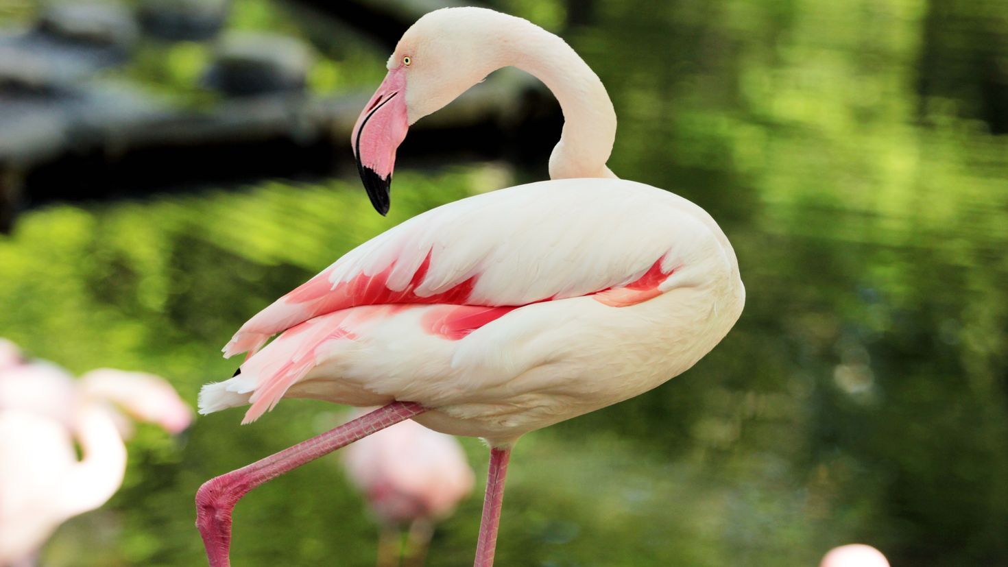 Фламинго альбинос