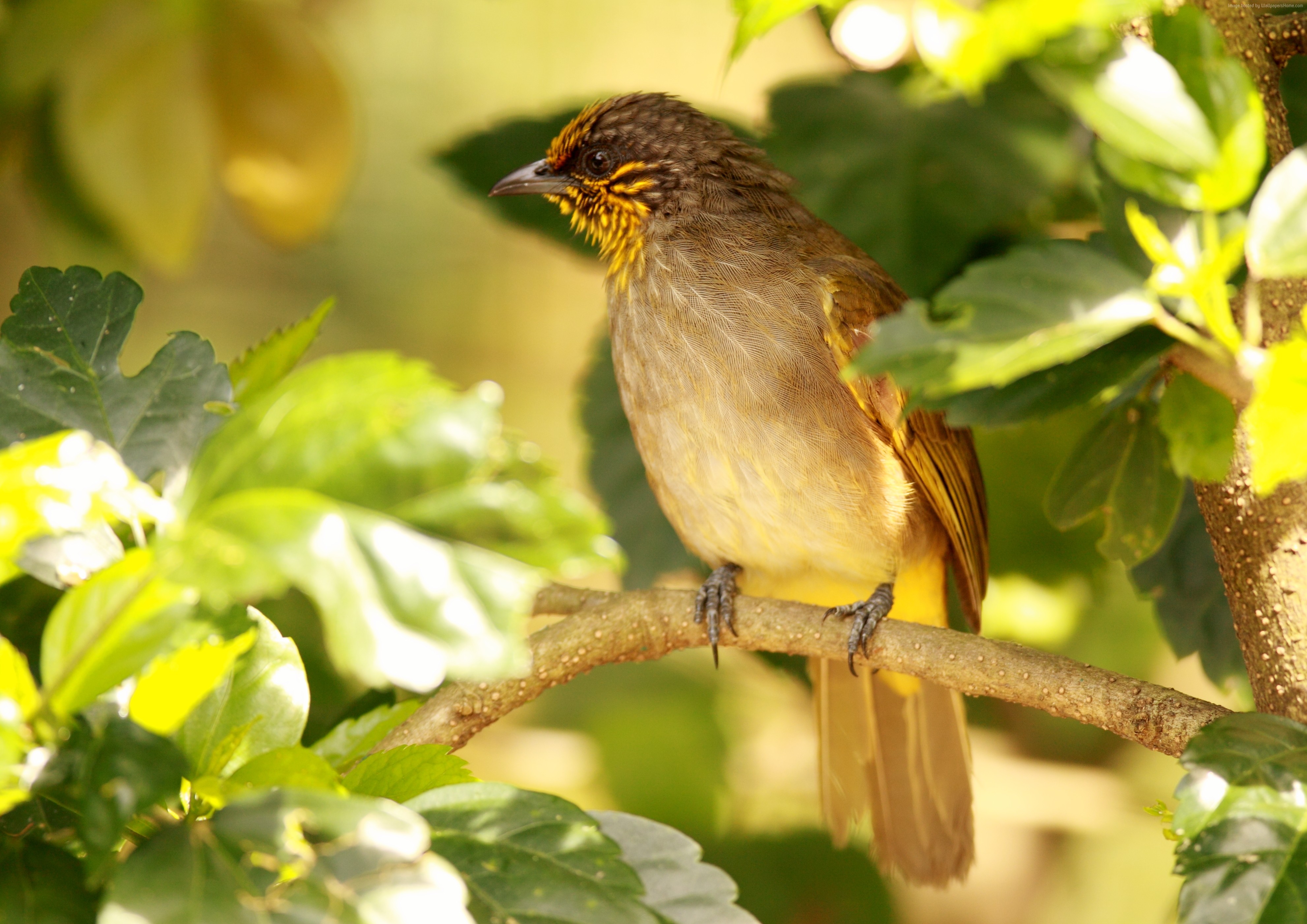 Sharp Short Beak Brown-Eared Bulbul Bird White Pink Blur Background 4K HD  Birds Wallpapers | HD Wallpapers | ID #116212