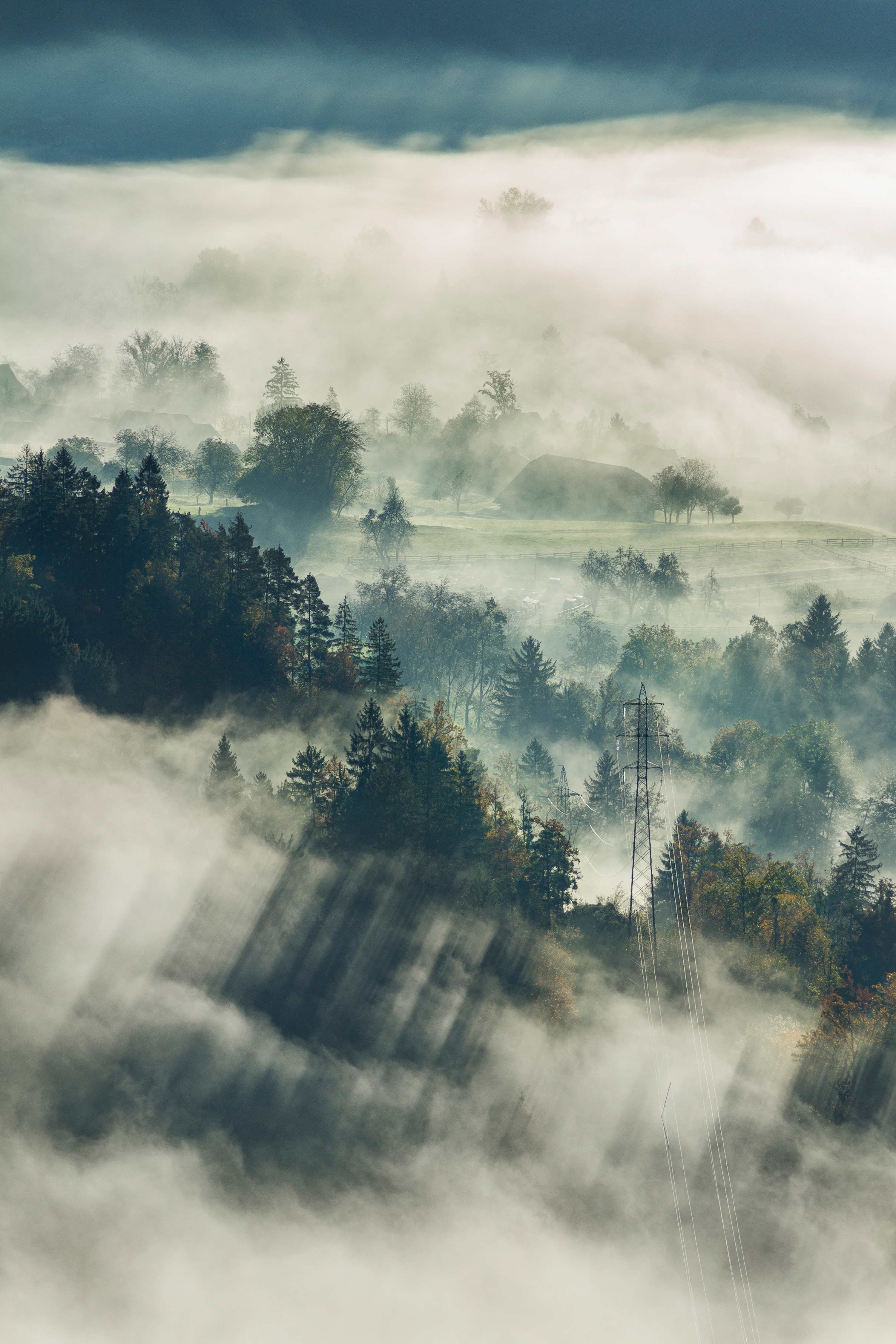 Laden Sie das Bäume, Nebel, Bled, Natur, Wald, Blick Von Oben, Slowenien-Bild kostenlos auf Ihren PC-Desktop herunter