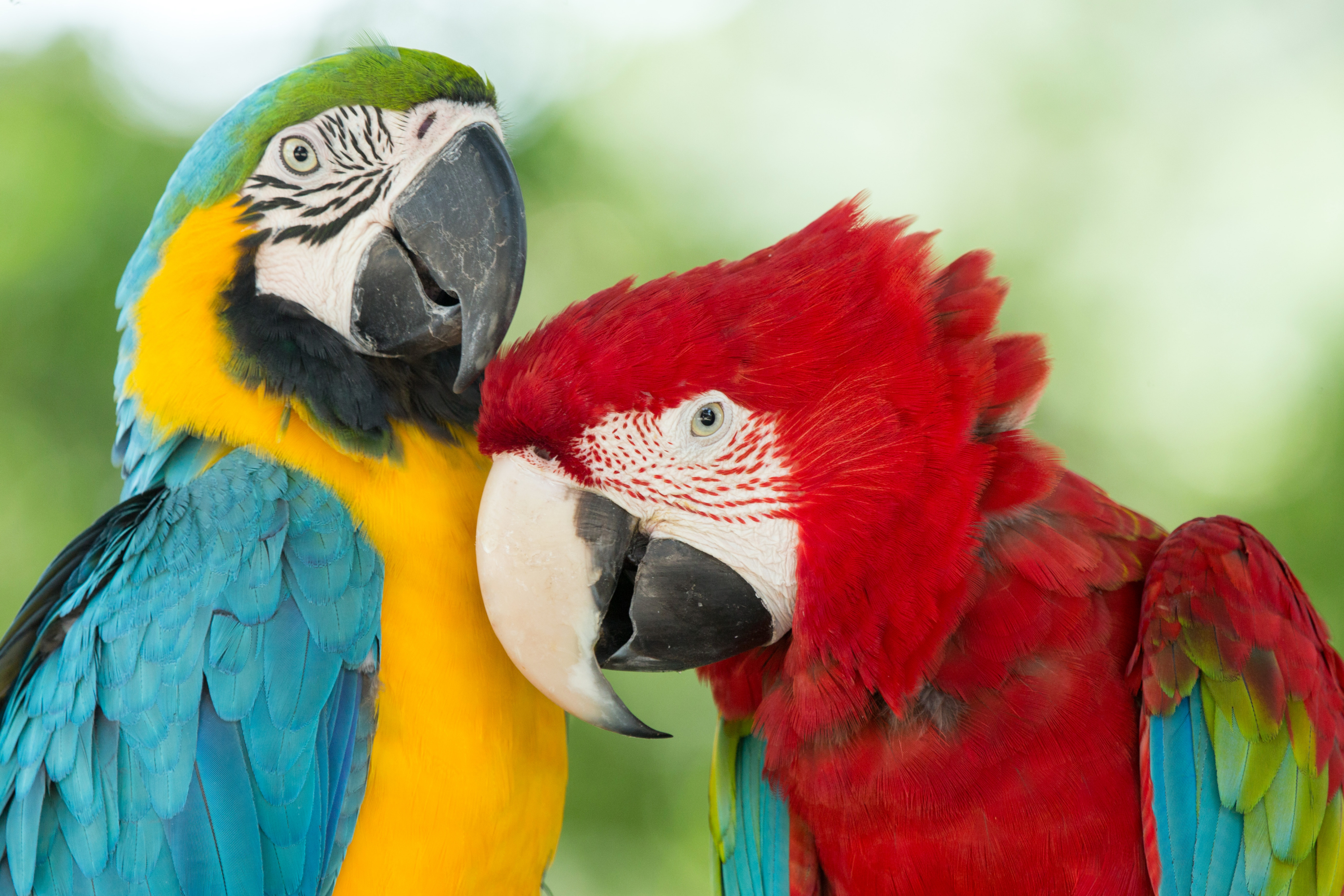macaw, birds, animal, blue and yellow macaw, red and green macaw Aesthetic wallpaper