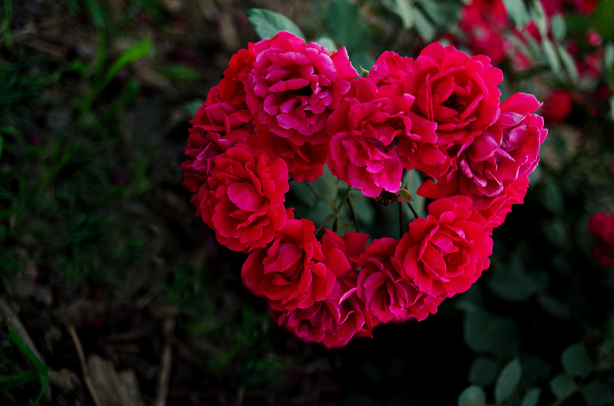 Laden Sie das Geäst, Zweige, Roses, Liebe, Ein Herz, Blumen, Herzen-Bild kostenlos auf Ihren PC-Desktop herunter