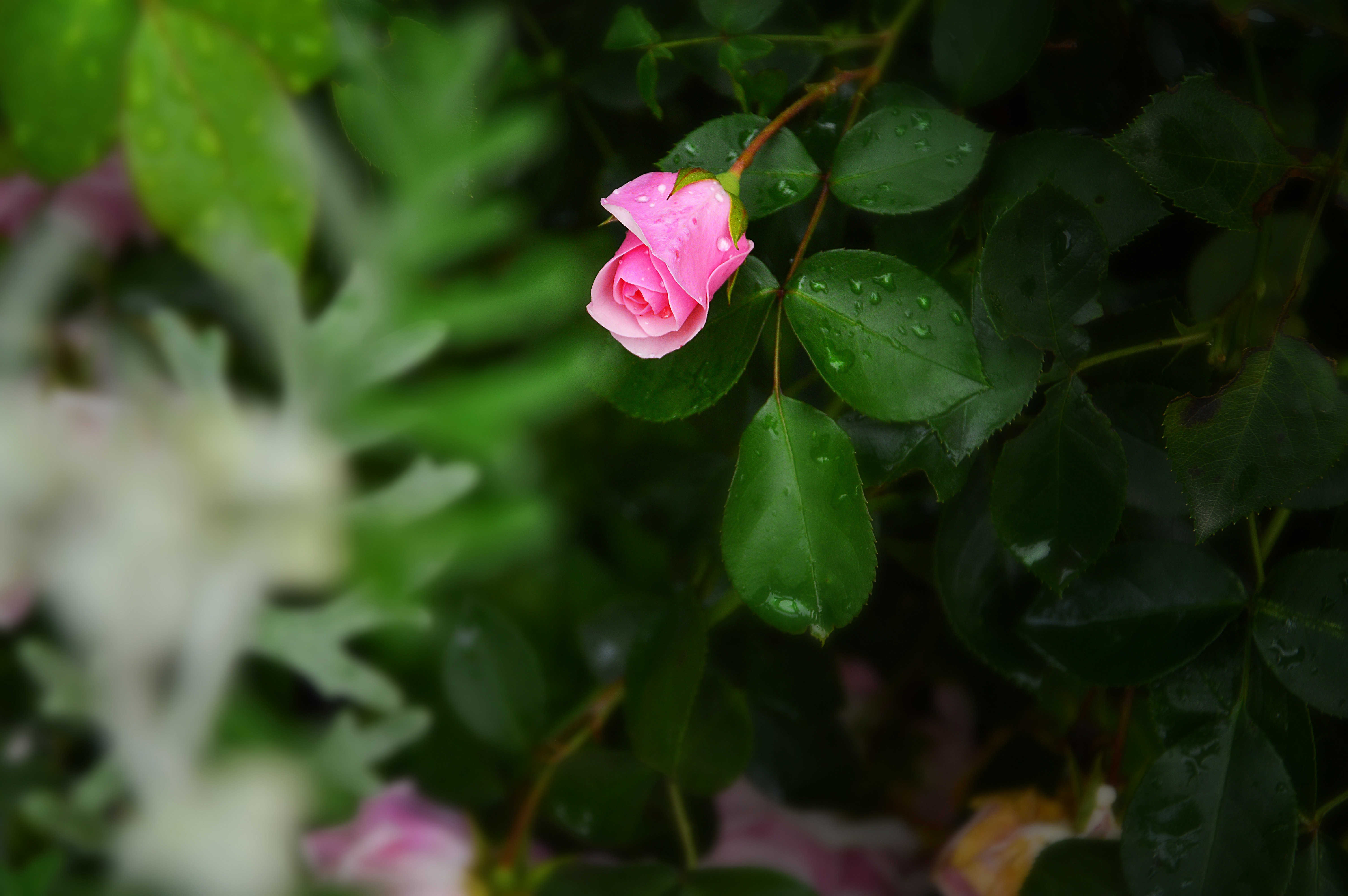 drops, flower, rose flower, flowers, bush, rose, bud
