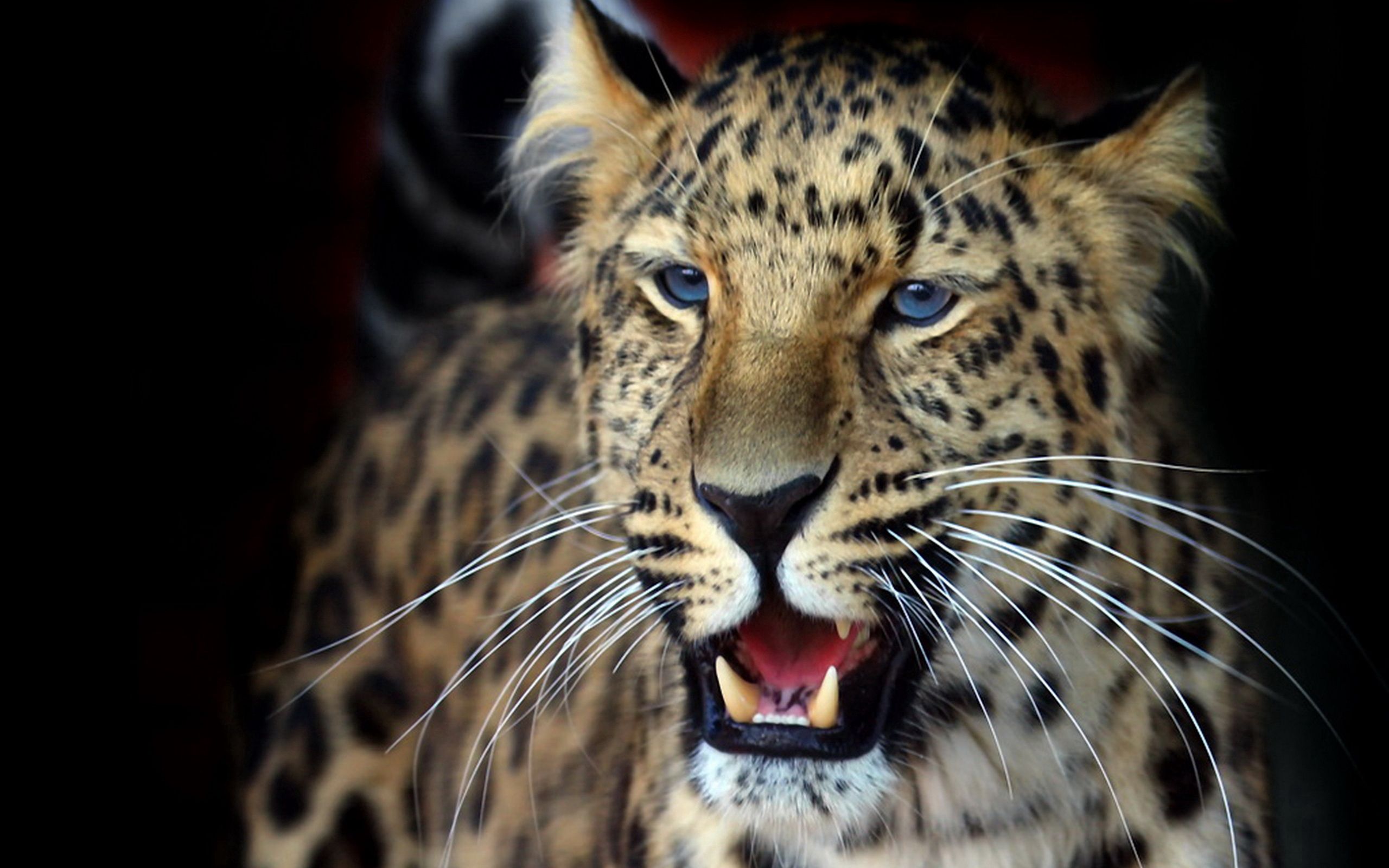 Mobile wallpaper animals, leopard, aggression, muzzle, predator, sight, opinion