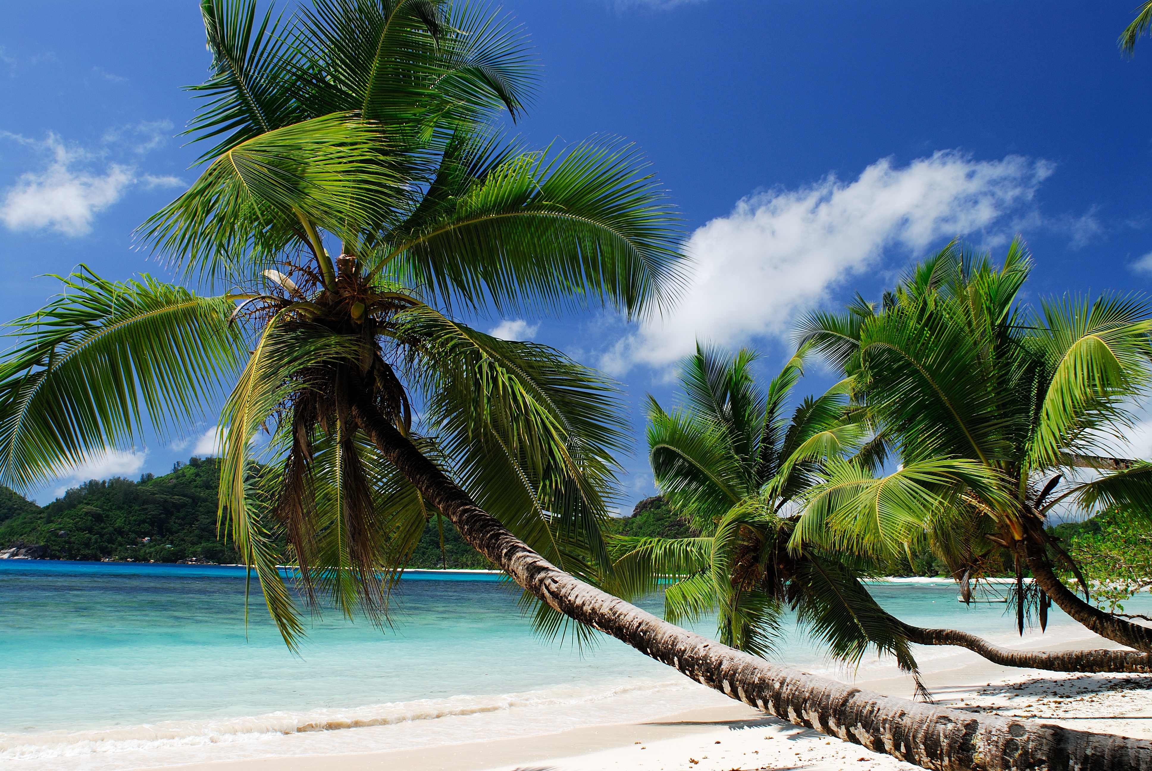 147136 Hintergrundbild herunterladen tropen, natur, strand, sea, sand, palms, sandig, sandy - Bildschirmschoner und Bilder kostenlos