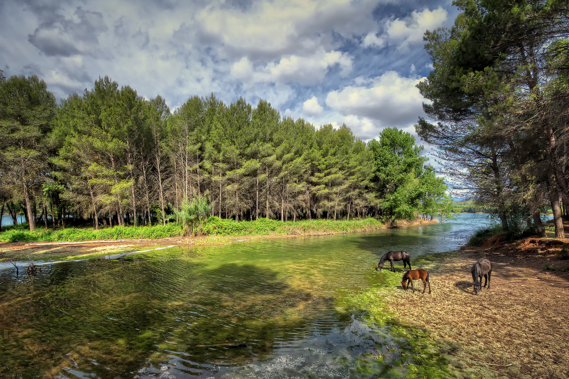 Download mobile wallpaper Rivers, Landscape, Trees, Animals, Horses for free.