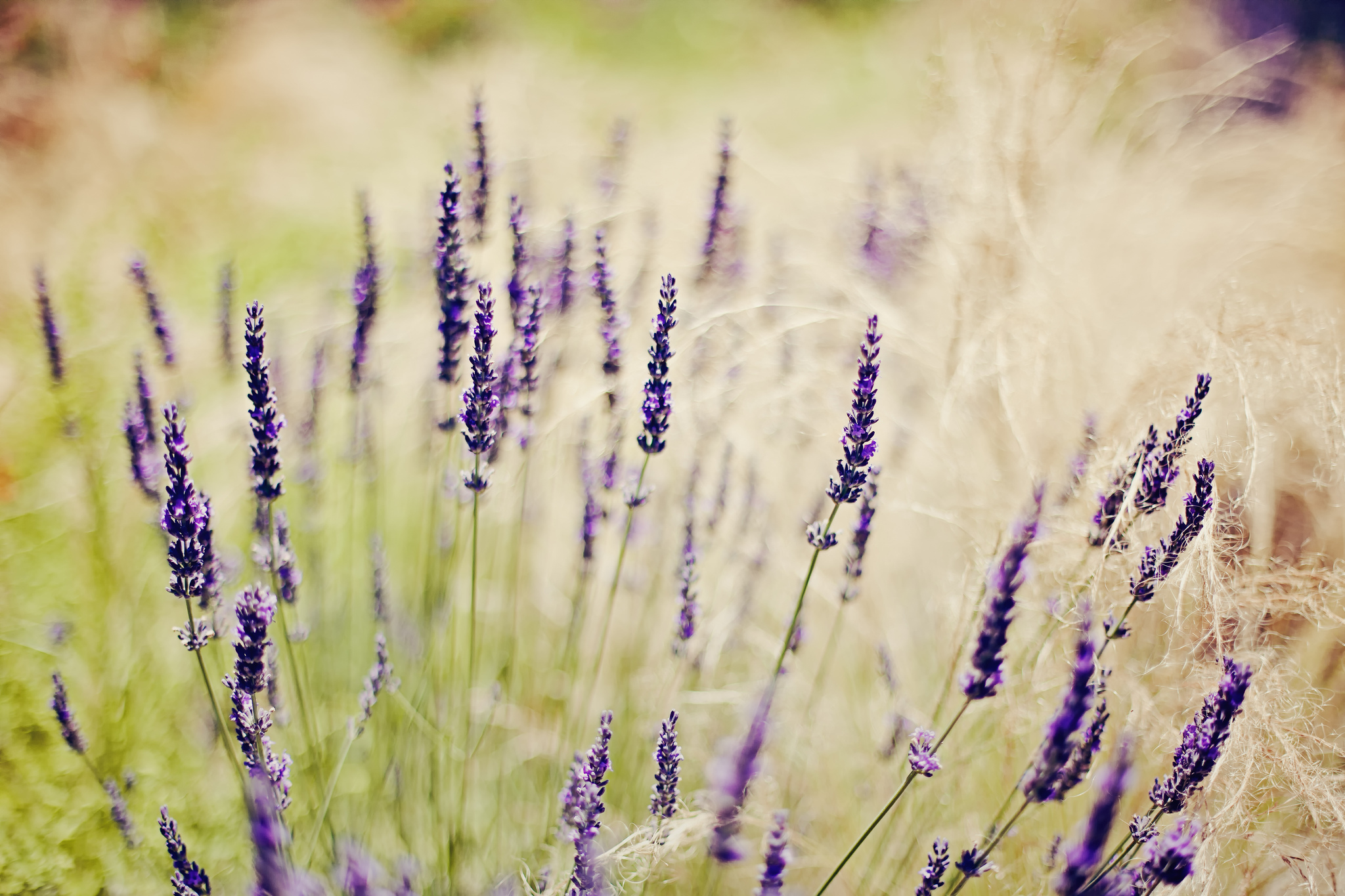 Soft lavender. Вереск и шалфей. Лаванда Степная Дикая. Лаванда Полевая. Цветы "Лаванда Горная".