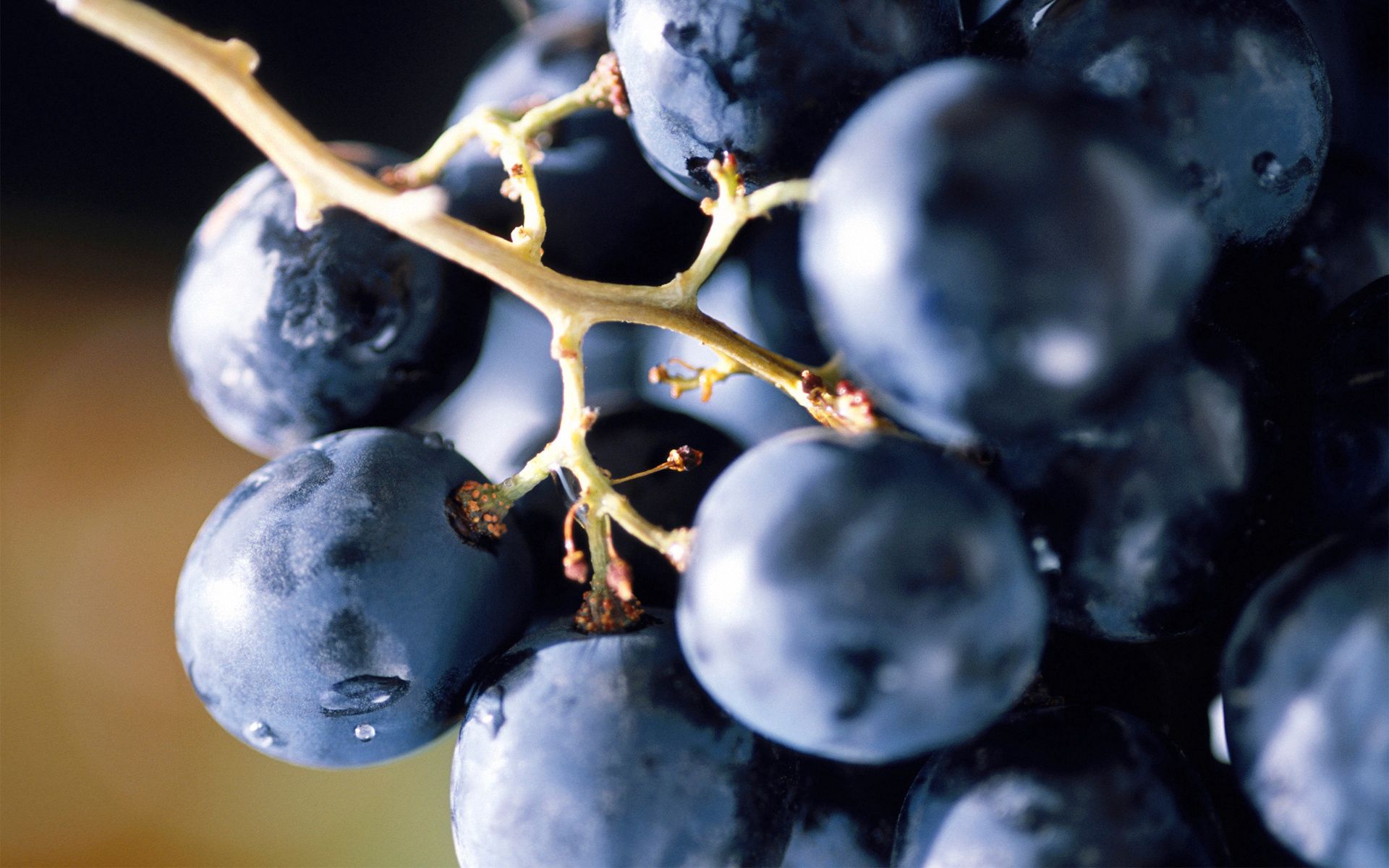 food, grapes, blue, berry, bunch