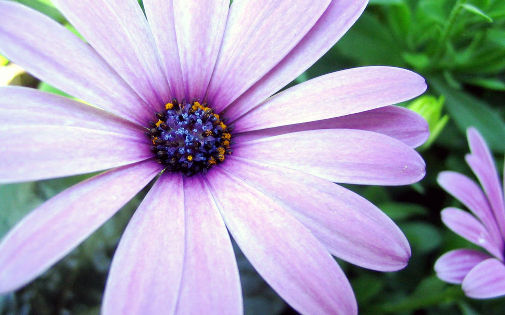 purple flower, earth, daisy, flower, flowers lock screen backgrounds