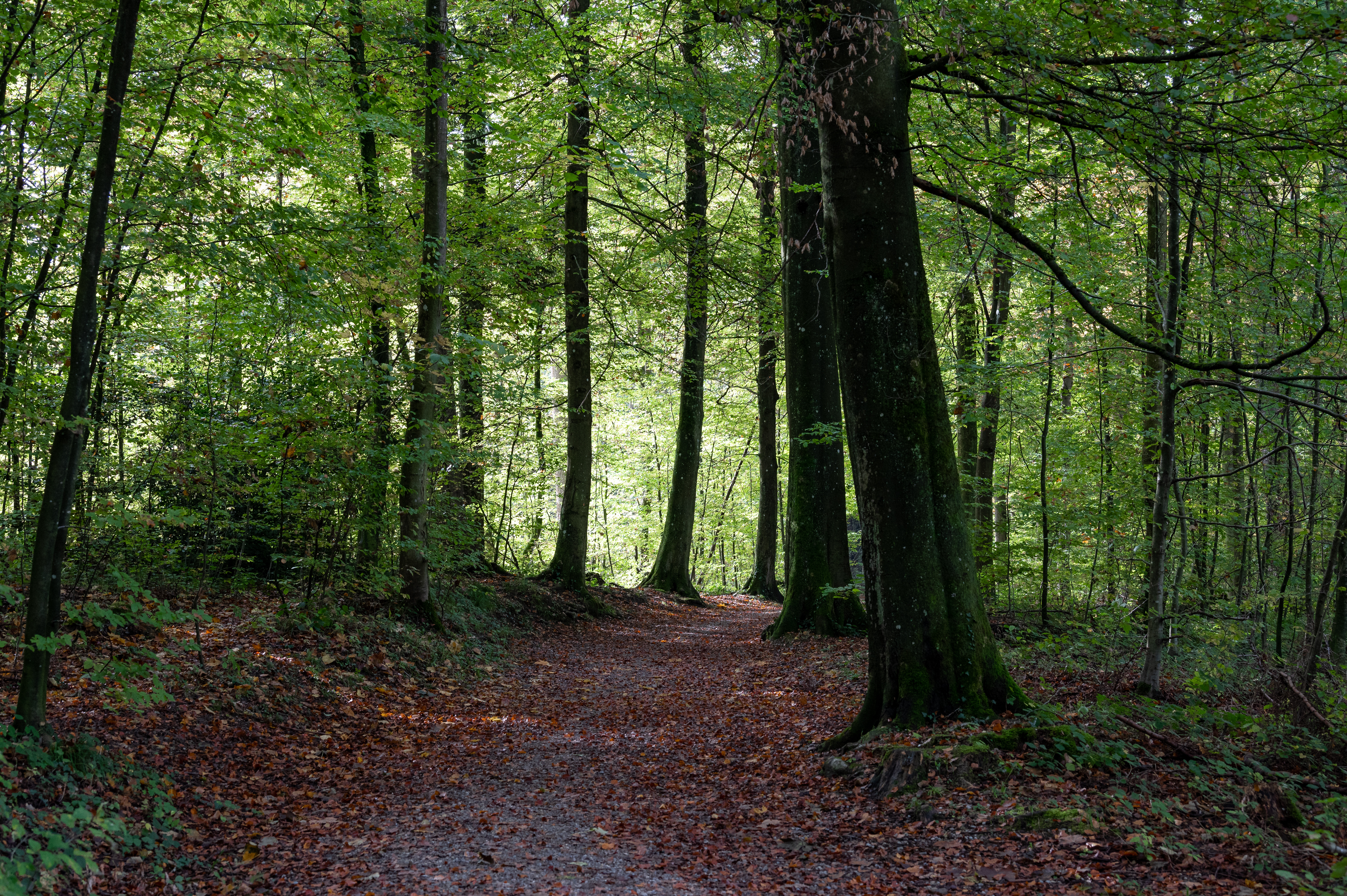 Téléchargez des papiers peints mobile Forêt, Chemin, Nature, Feuillage, Automne, Arbres gratuitement.