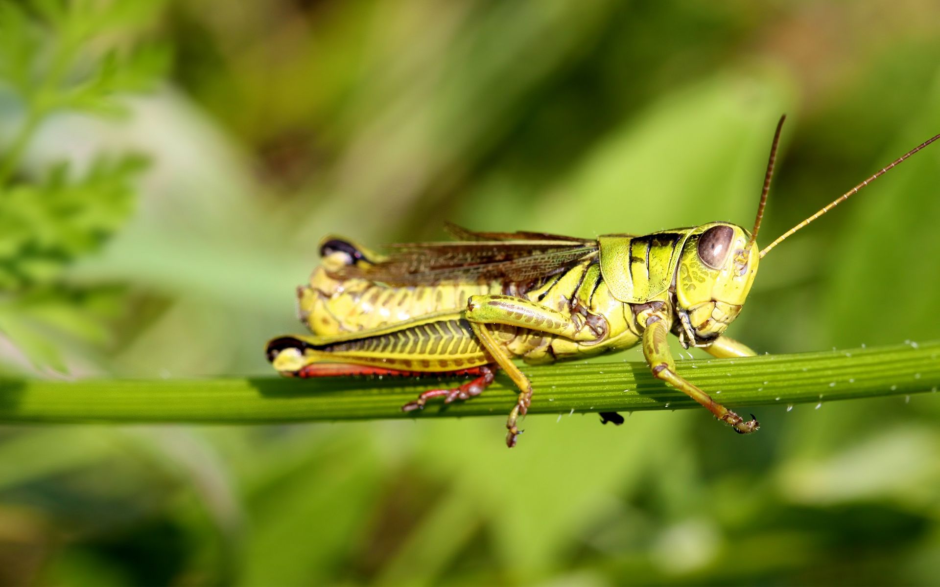 grasshopper, animal
