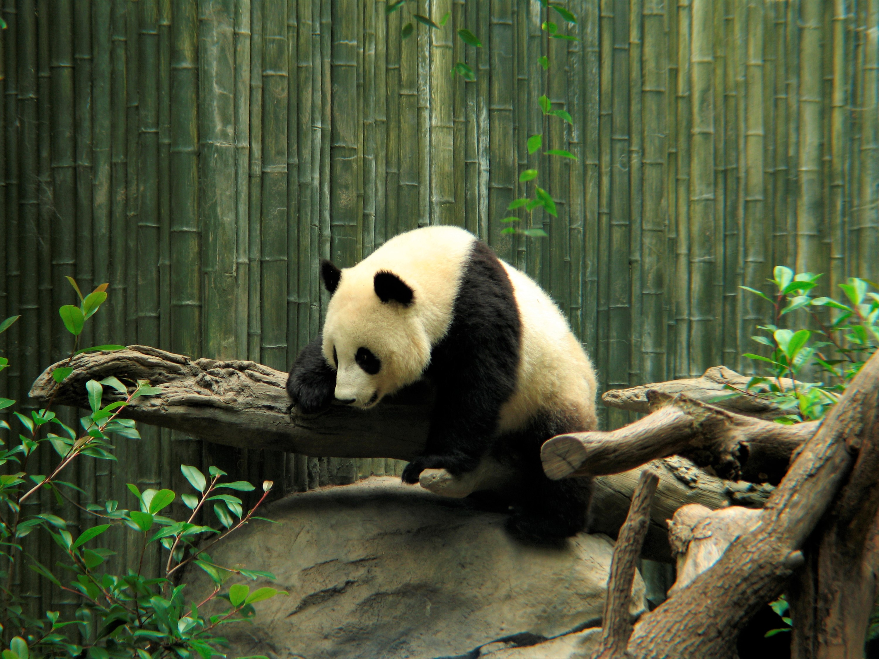 868731 Bild herunterladen tiere, panda, süß, zoo - Hintergrundbilder und Bildschirmschoner kostenlos