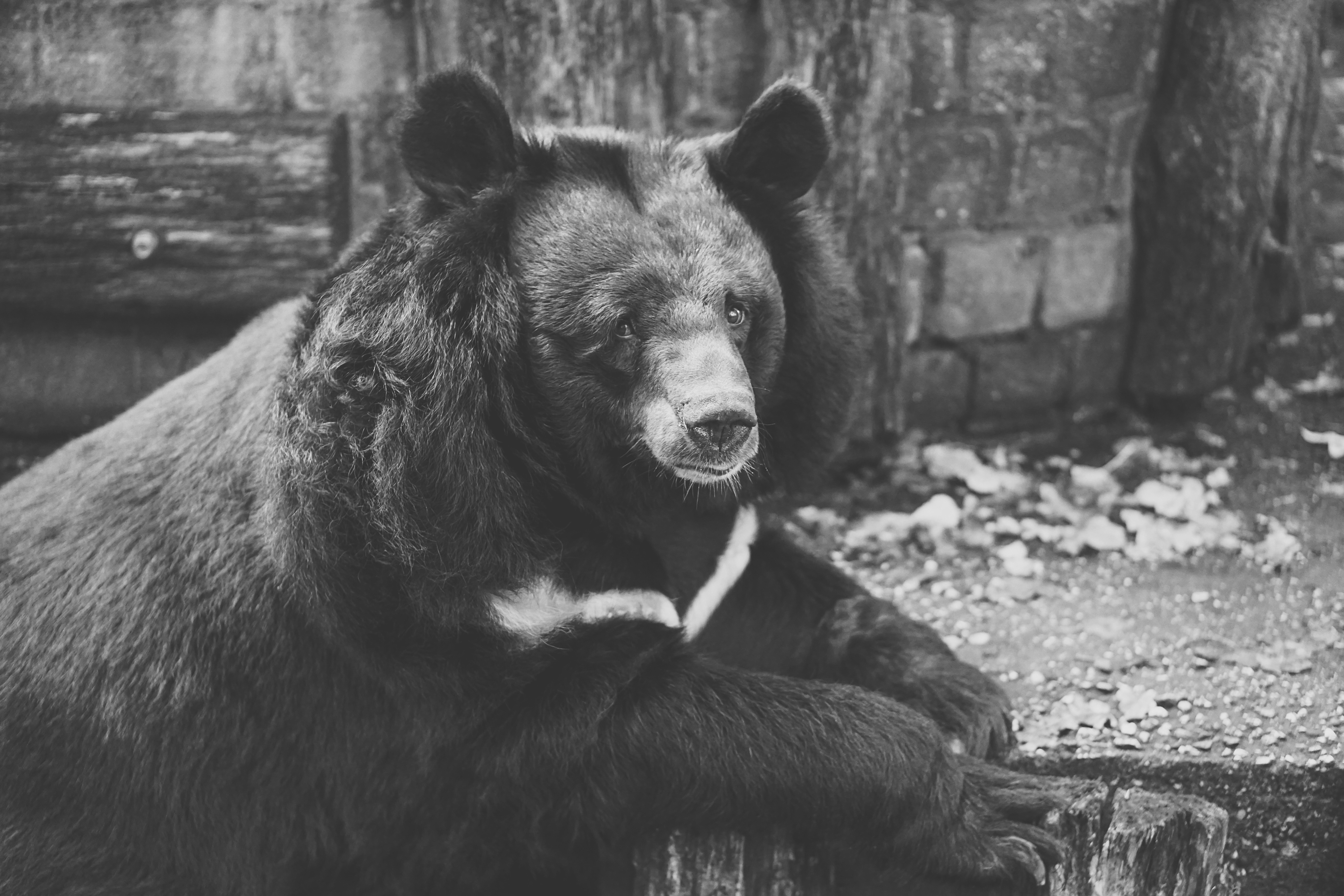 Download mobile wallpaper Opinion, Sight, Chb, Animals, Bw, Bear, Sorrow, Sadness for free.