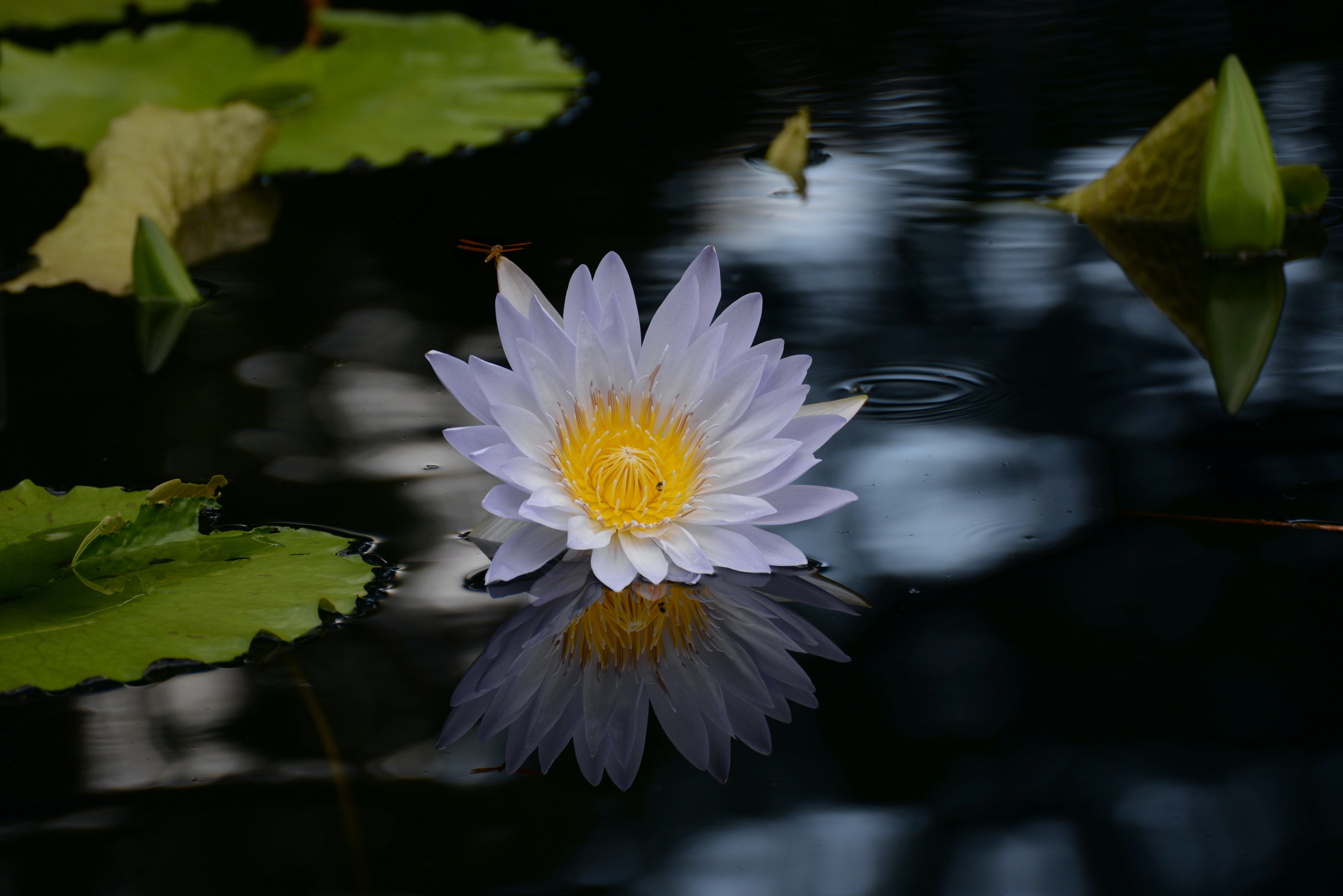 lotus, flowers, water, flower, basin