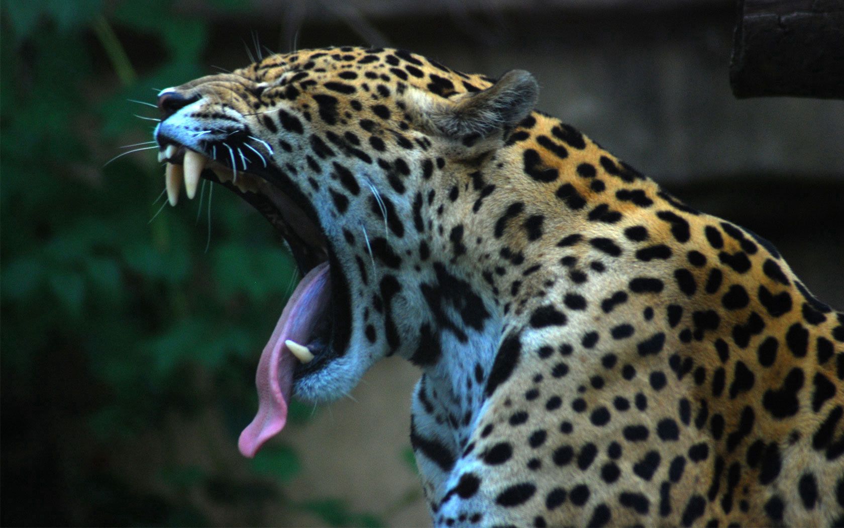 Download mobile wallpaper Spotty, Spotted, Language, Tongue, Animals, Grin, Jaguar for free.
