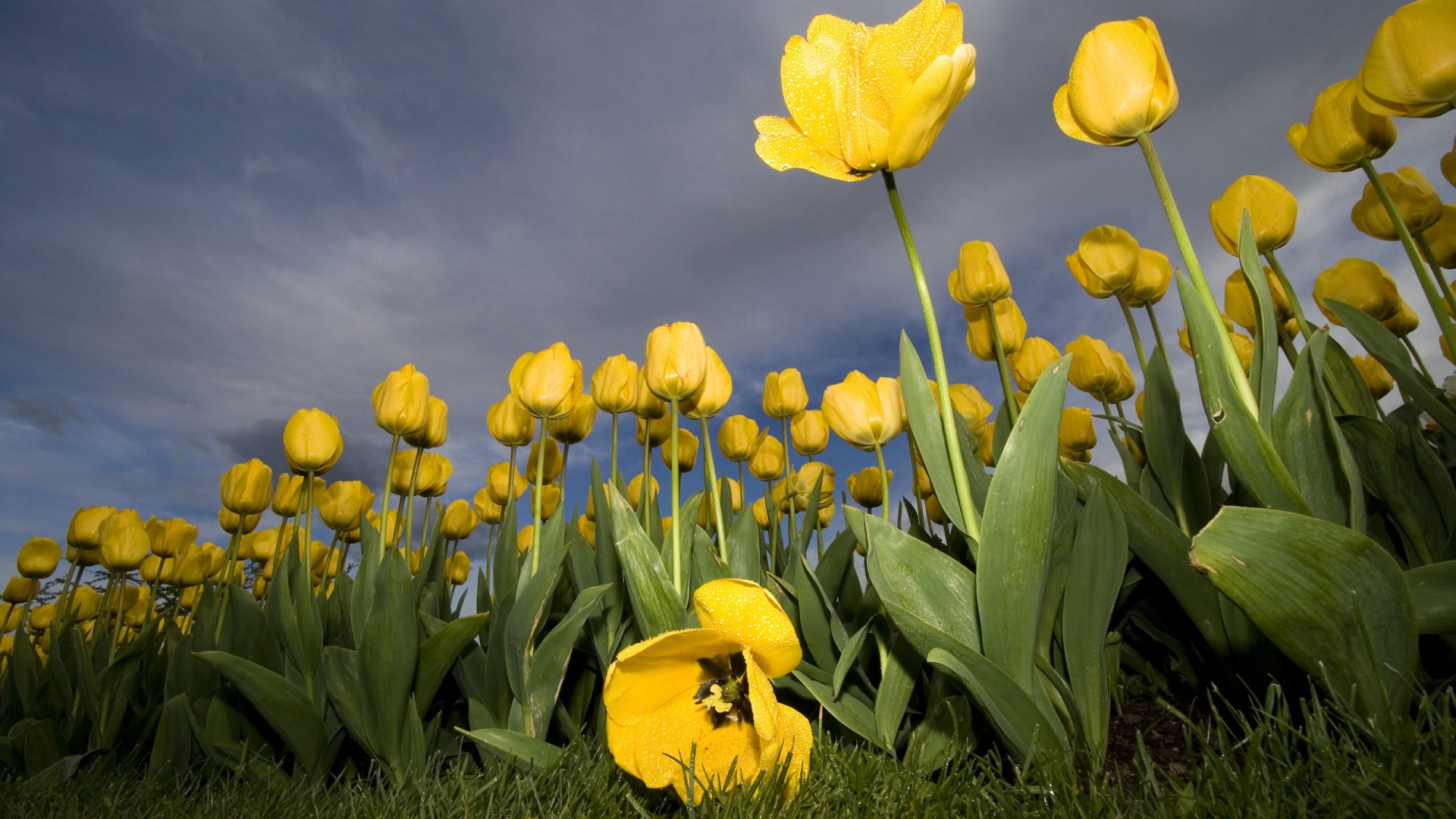 38216 Bildschirmschoner und Hintergrundbilder Tulpen auf Ihrem Telefon. Laden Sie  Bilder kostenlos herunter
