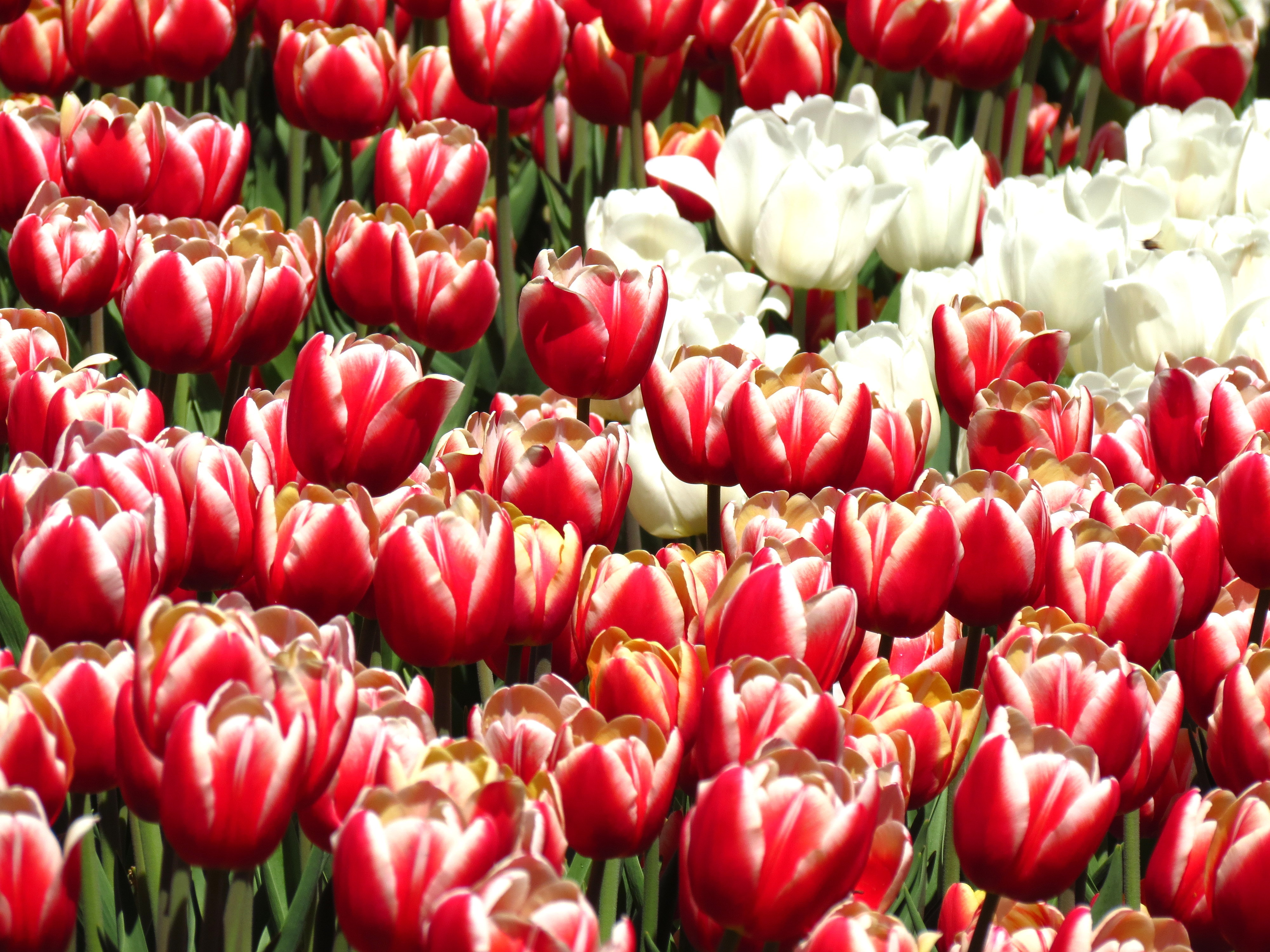 Téléchargez gratuitement l'image Fleurs, Contexte, Plantes, Tulipes sur le bureau de votre PC
