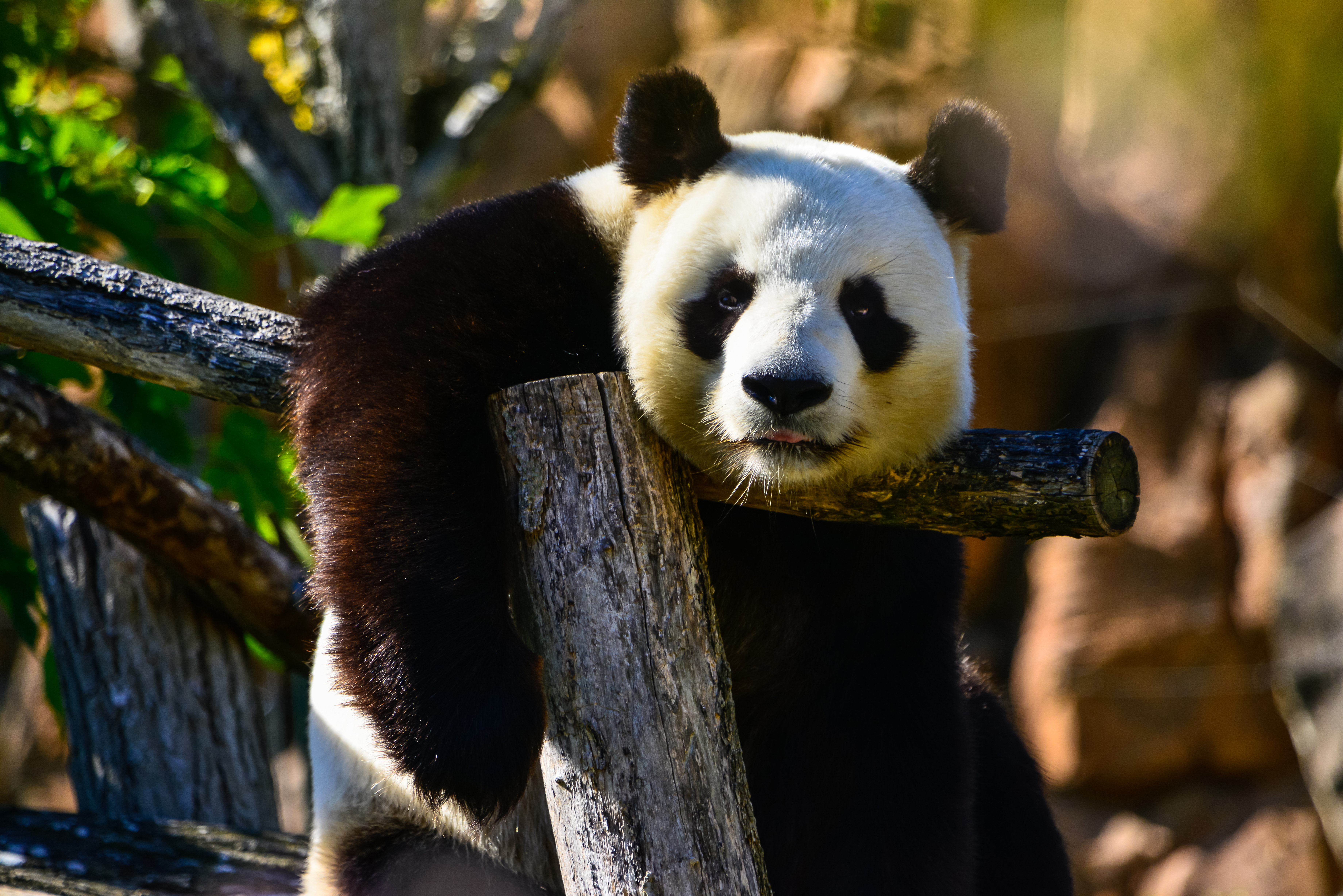 Handy-Wallpaper Wildlife, Panda, Sicht, Meinung, Wilde Natur, Tier, Tiere kostenlos herunterladen.