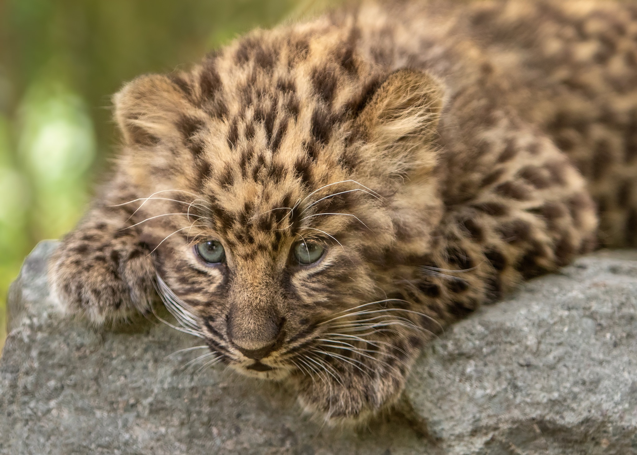 Детеныши леопардов