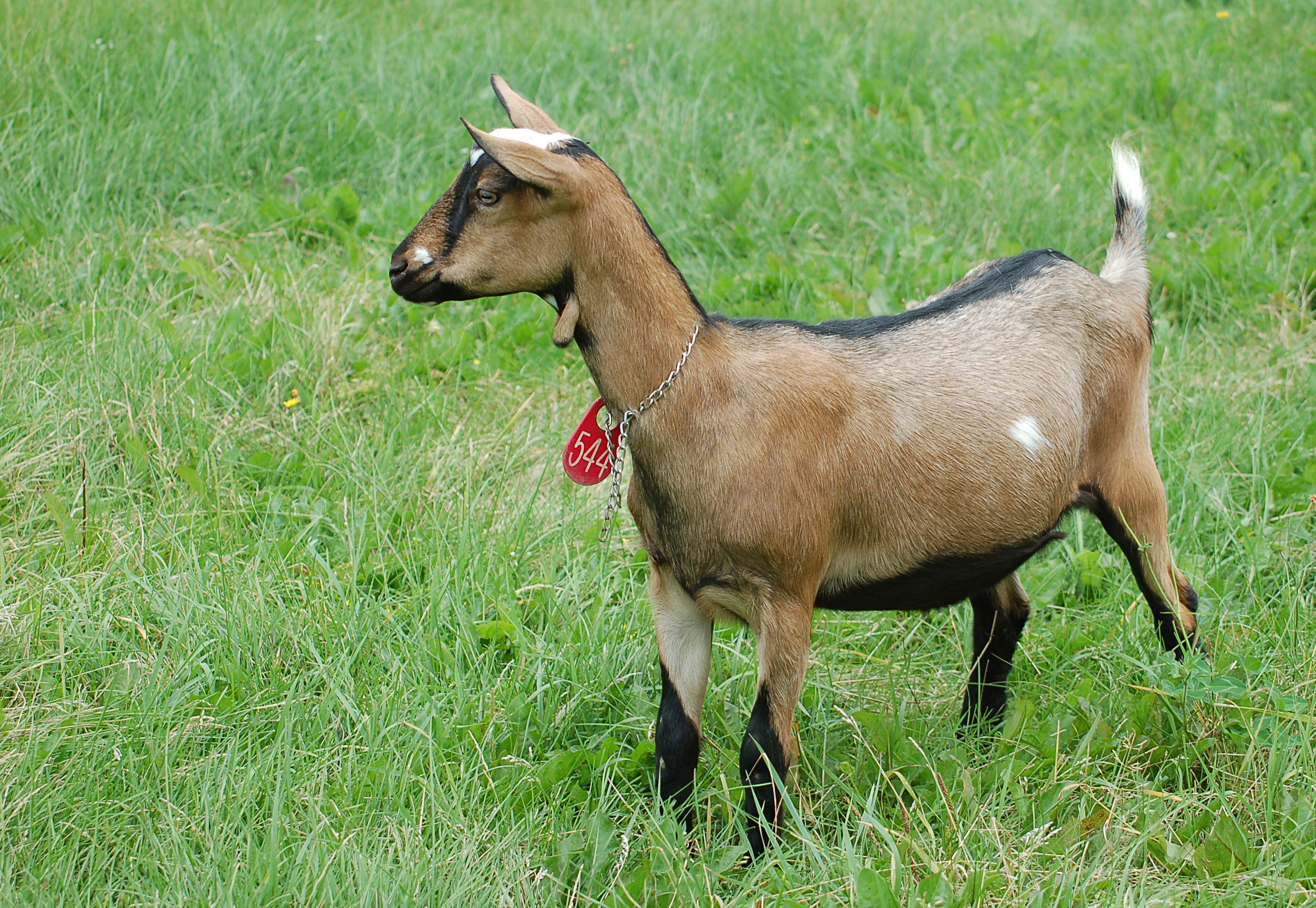 goat, animal 32K