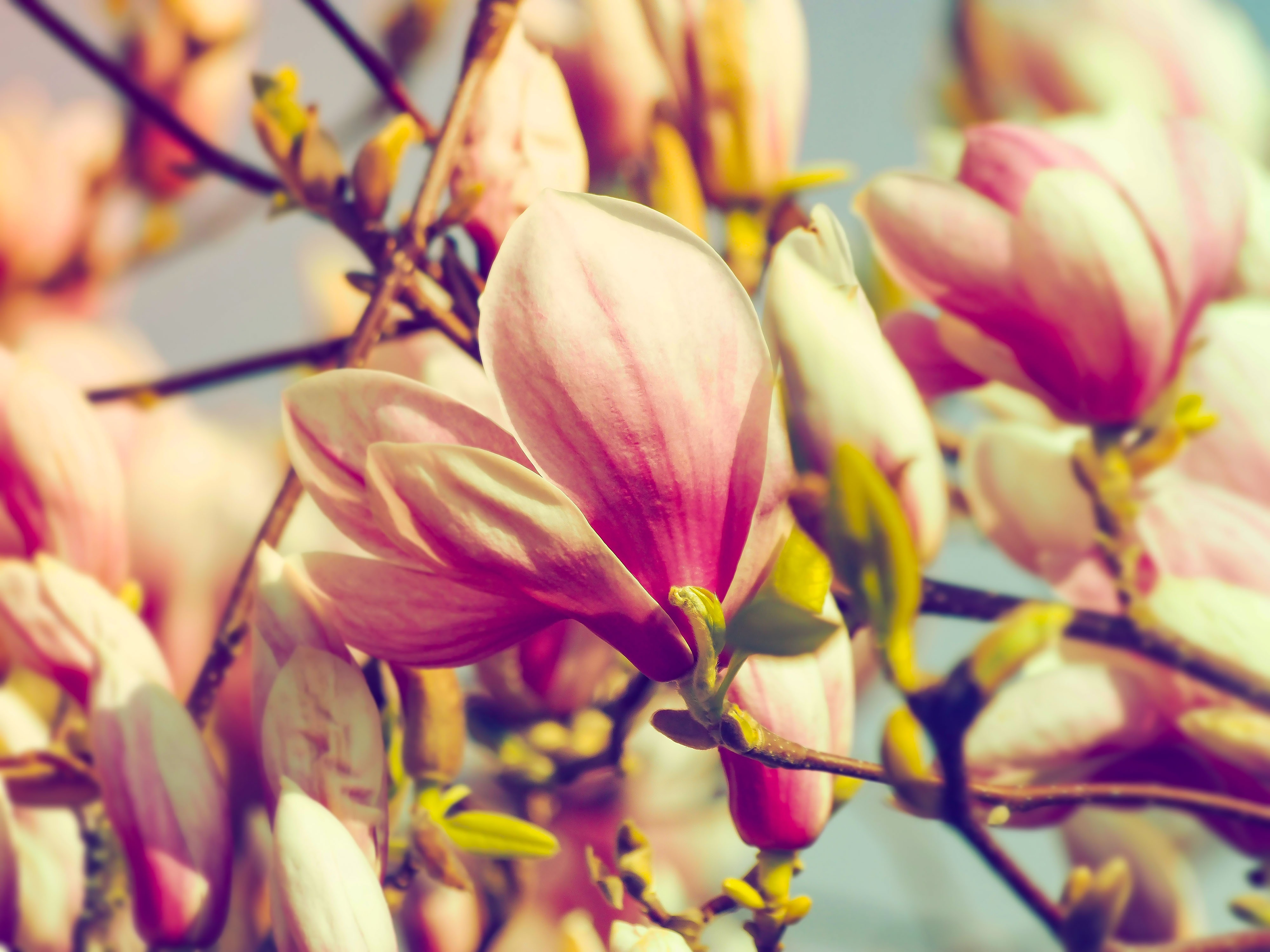 Handy-Wallpaper Blütenblätter, Ast, Zweig, Blumen, Magnolia, Magnolie kostenlos herunterladen.