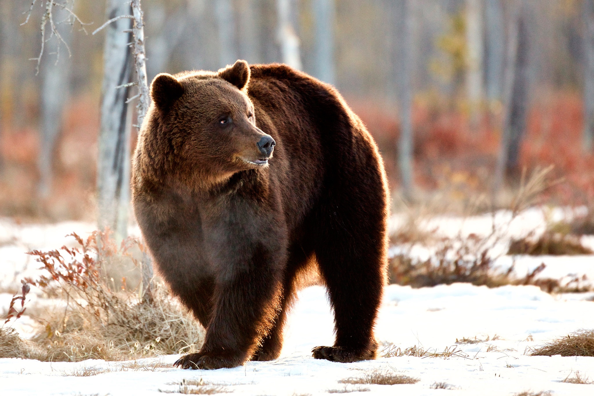 Животные средней сибири. Сибирский бурый медведь. Гризли североамериканский бурый медведь. Сибирский бурый медведь зимой. Сибирский бурый медведь медвежата.