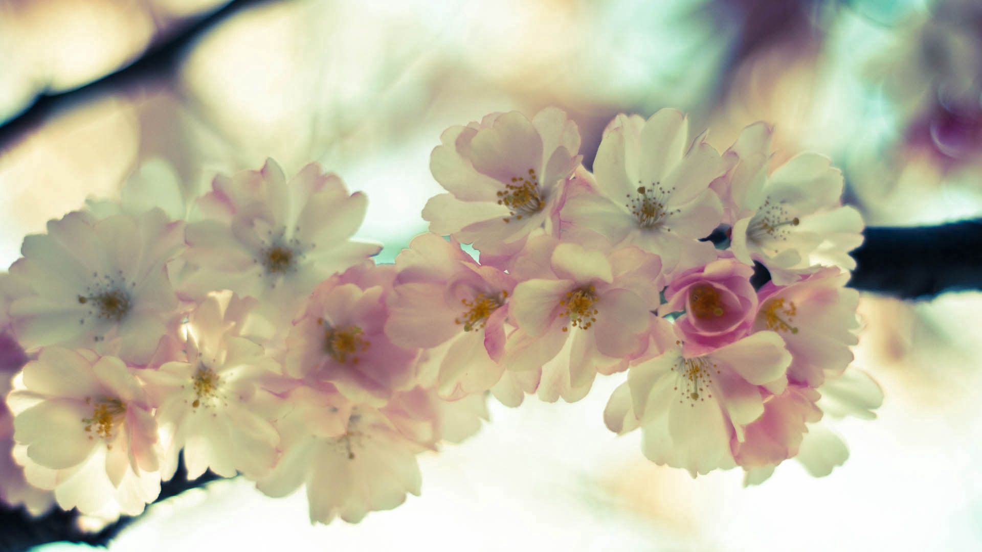 PCデスクトップにフラワーズ, 大きい, マクロ, 咲く, 開花, 白い, 春画像を無料でダウンロード