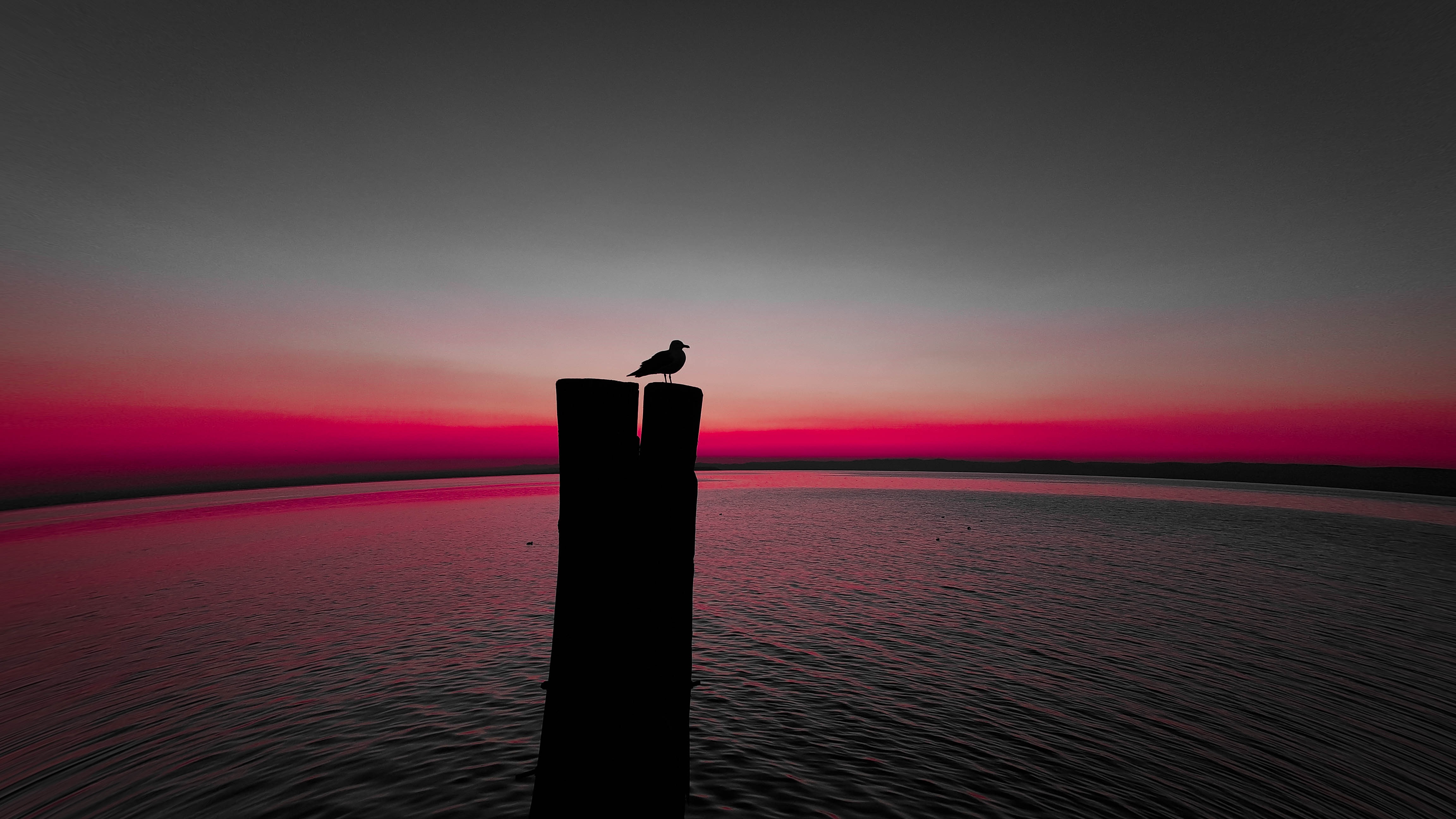 silhouette, animals, bird, sea, horizon, pillar, post, gull, seagull 8K