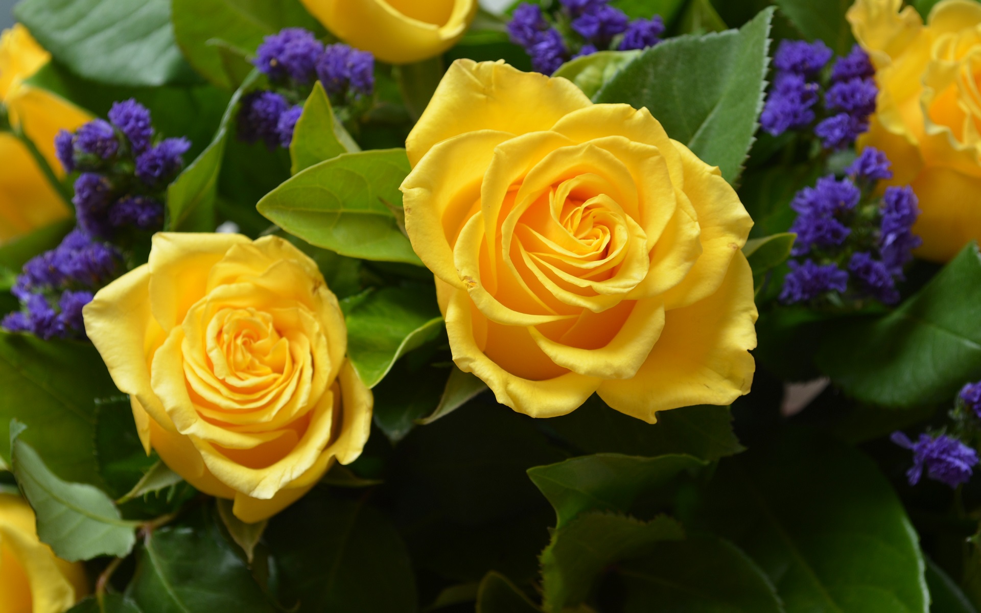 Четыре желтые розы