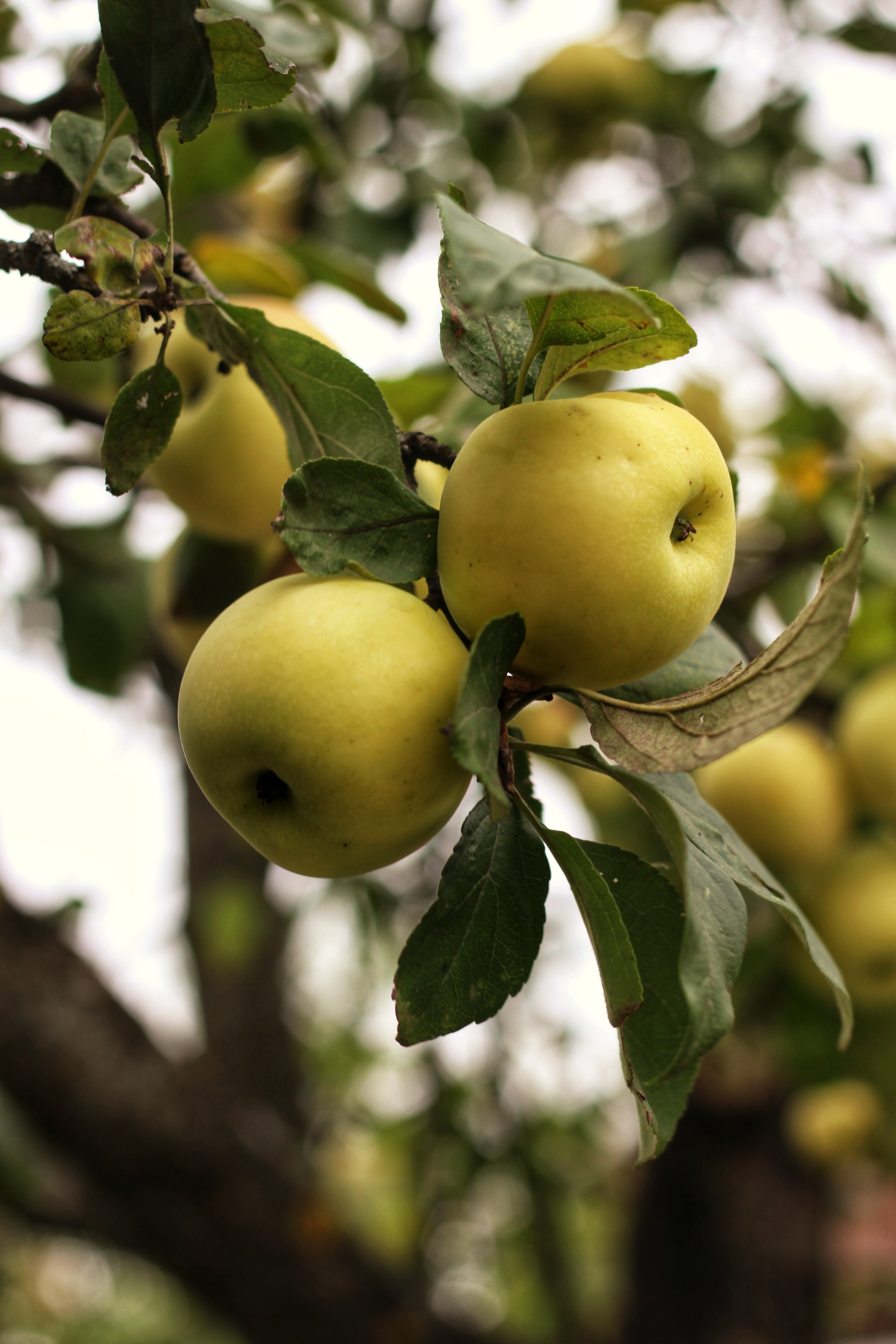Download mobile wallpaper Branch, Leaves, Food, Apples, Garden for free.
