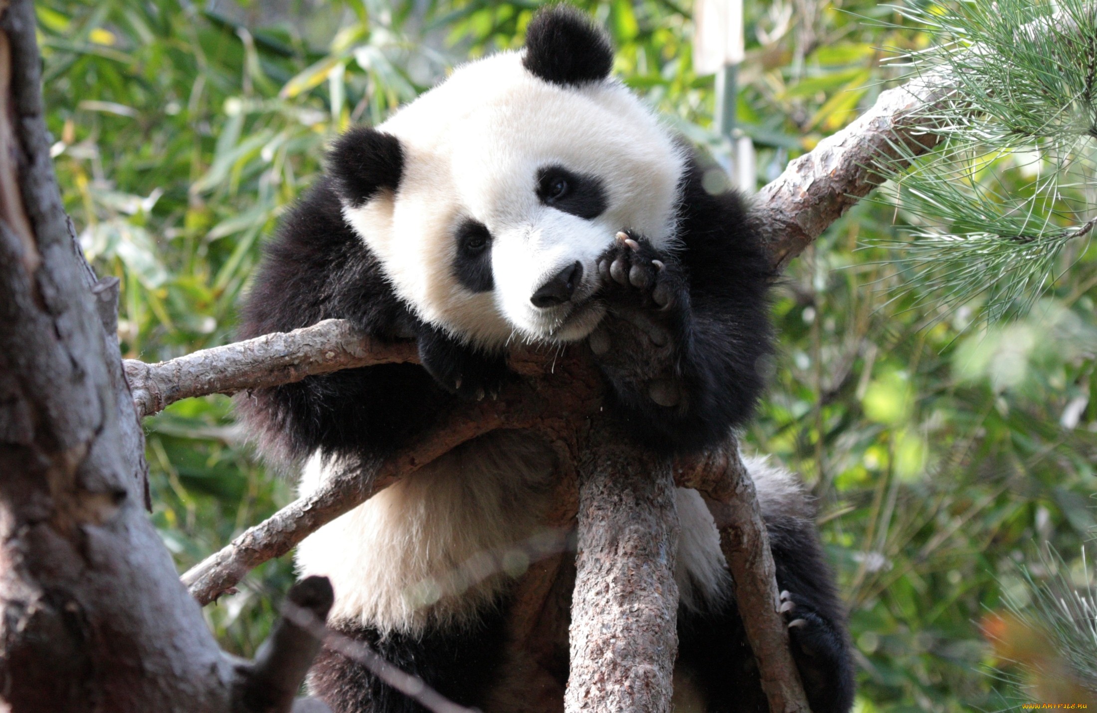 Большая панда живет. Большая Панда или бамбуковый медведь. Панда бамбуковый медведь. Большая Панда ареал. Пятнистая Панда.