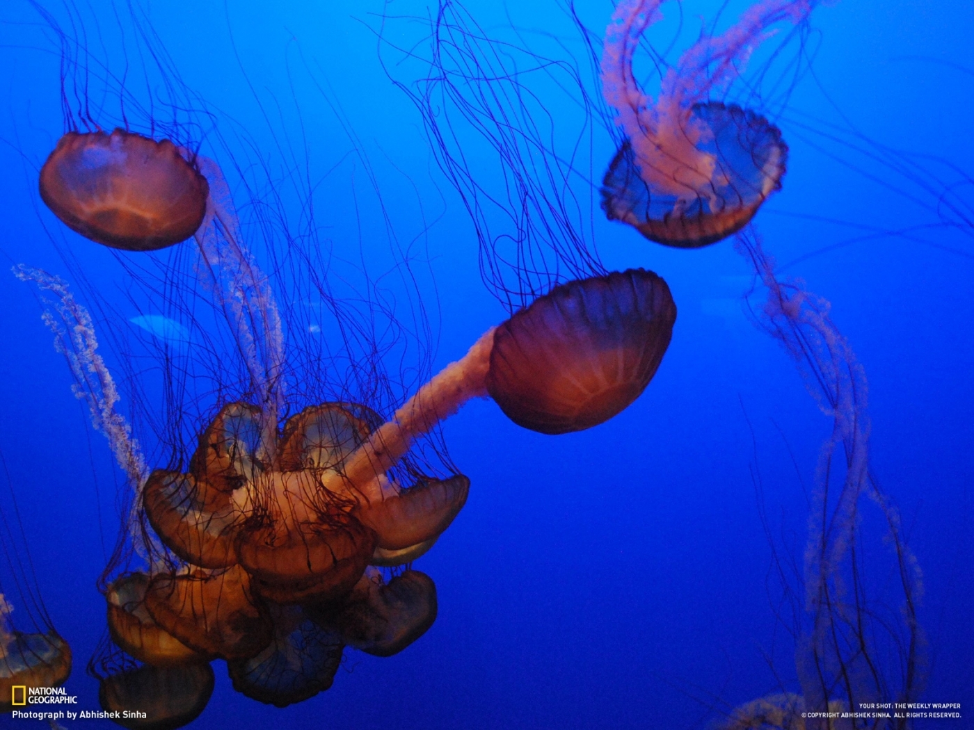 Handy-Wallpaper Tiere, Jellyfish, Sea kostenlos herunterladen.