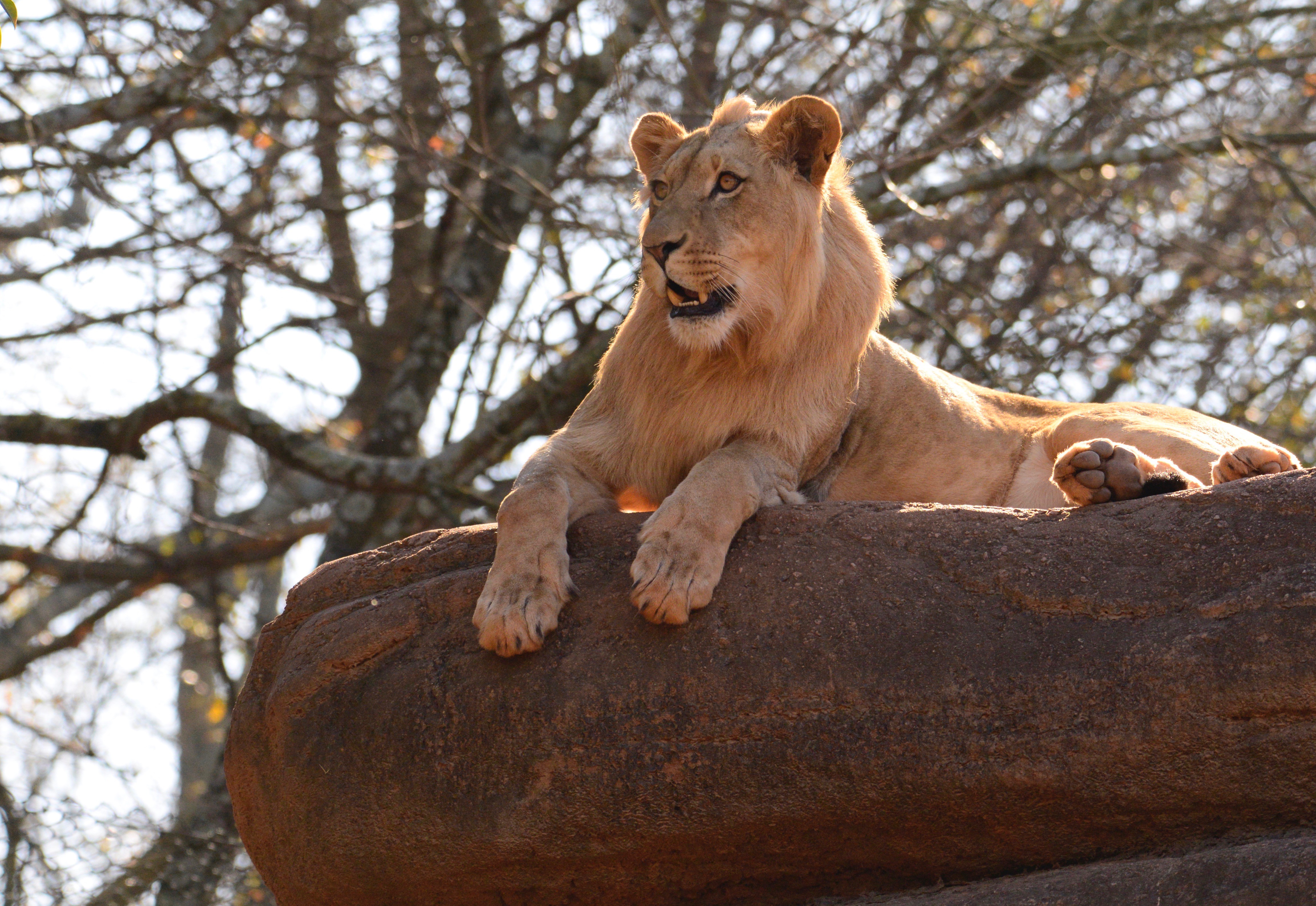 119934 descargar imagen animales, roca, rama, un leon, león, gato grande: fondos de pantalla y protectores de pantalla gratis