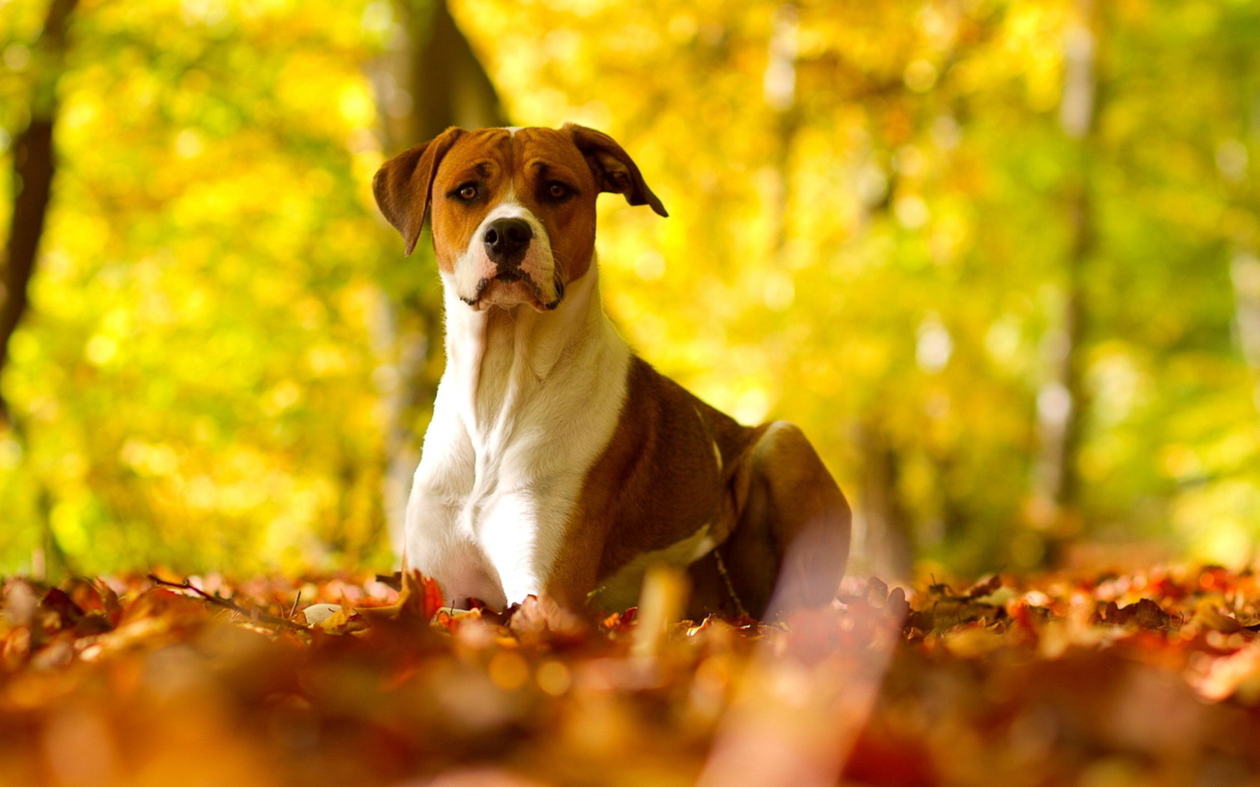 Handy-Wallpaper Hund, Sicht, Meinung, Grass, Blätter, Tiere, Herbst kostenlos herunterladen.