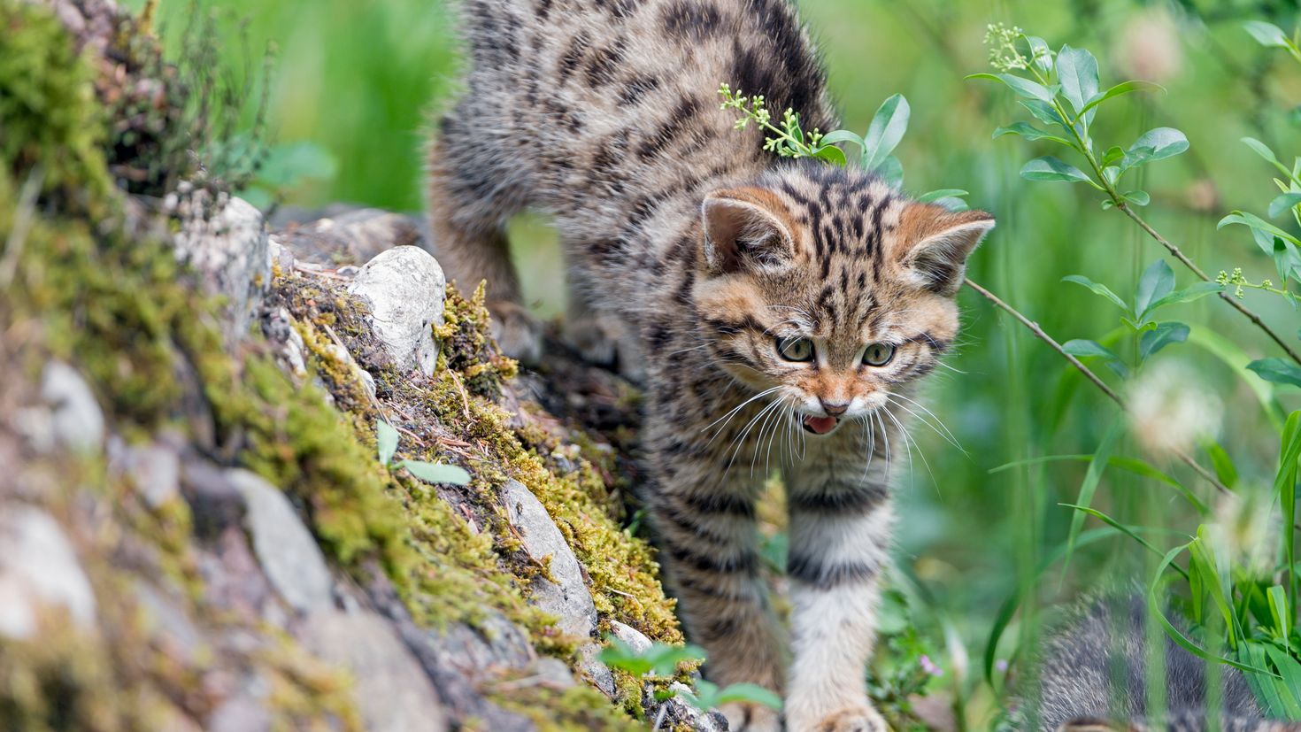 Дикий кот слушать. Черноногая кошка. Европейский Лесной кот камышовый. Лесной кот сервал. Амурский Лесной кот.