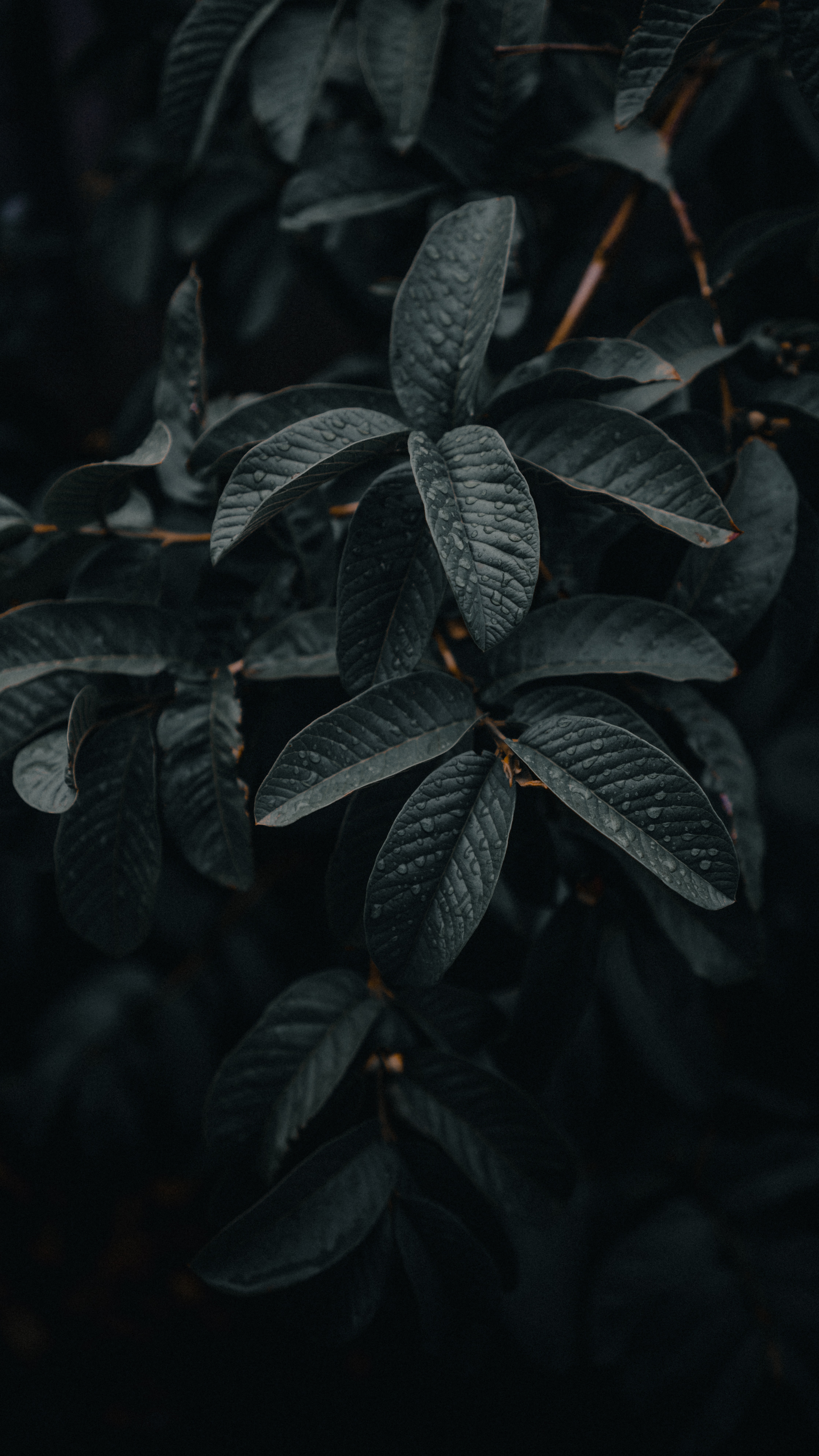 plant, leaves, macro, wet, branches iphone wallpaper