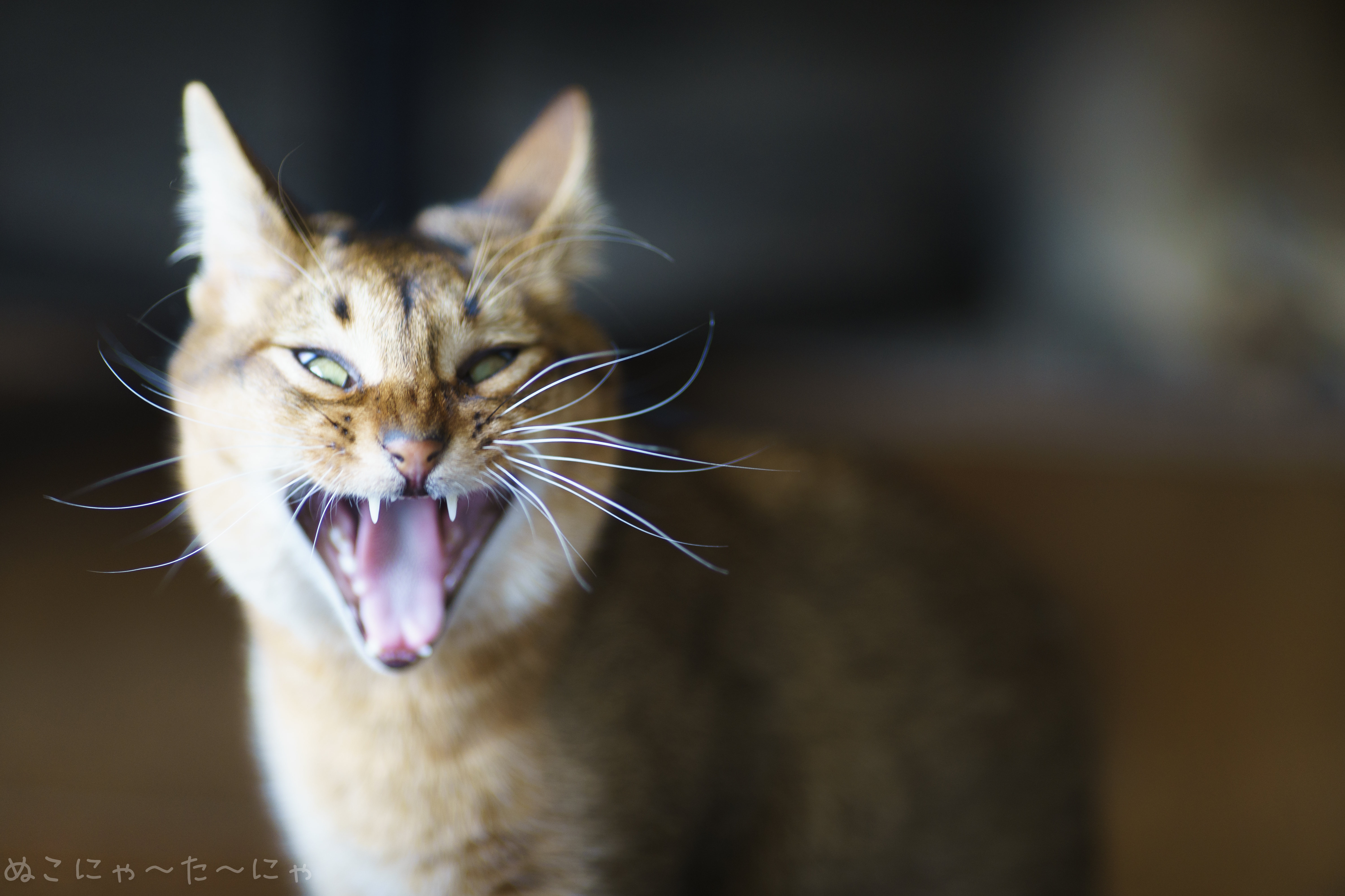 animal, cat, funny, yawn, cats QHD
