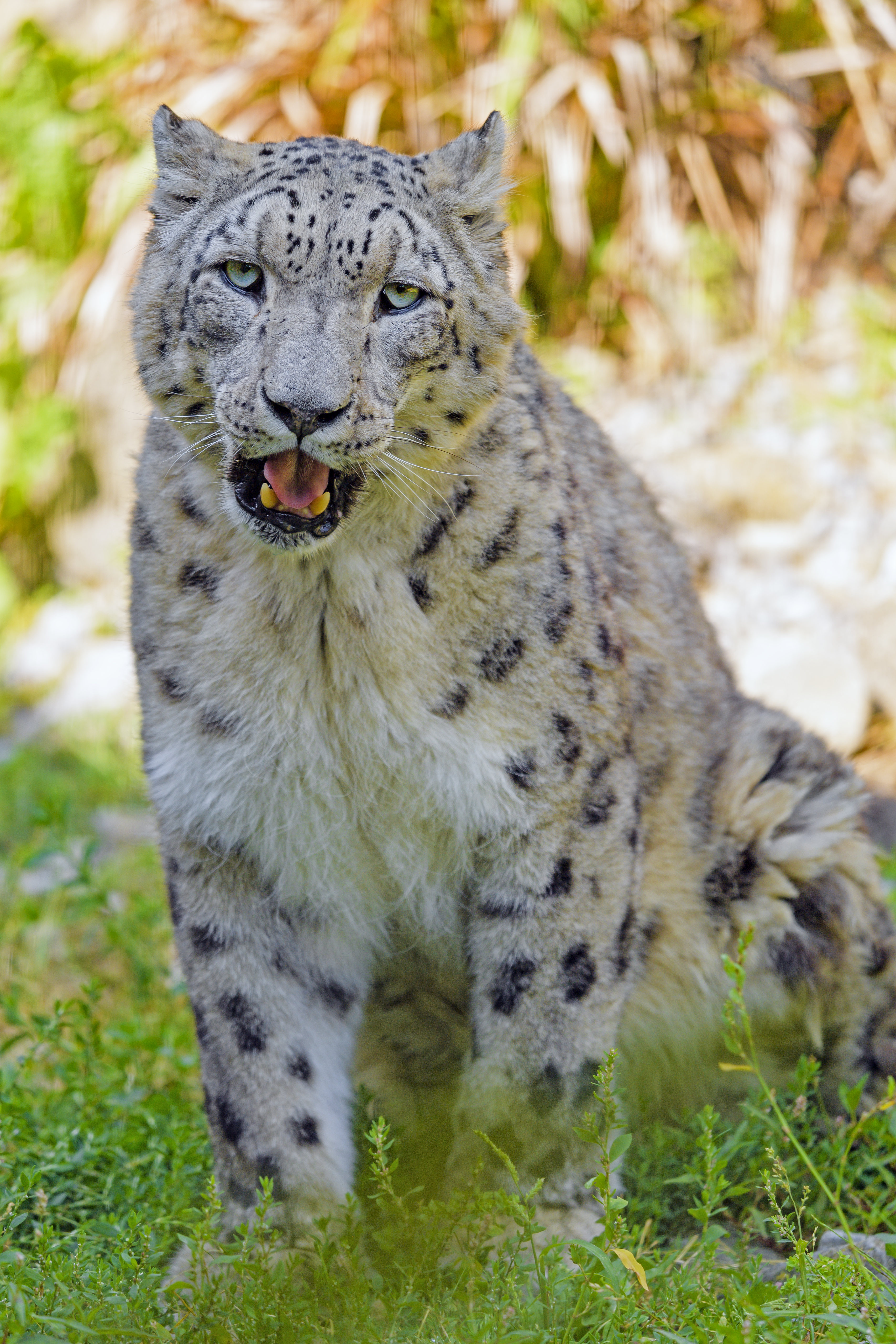 snow leopard, animals, grass, predator, big cat, sight, opinion 5K