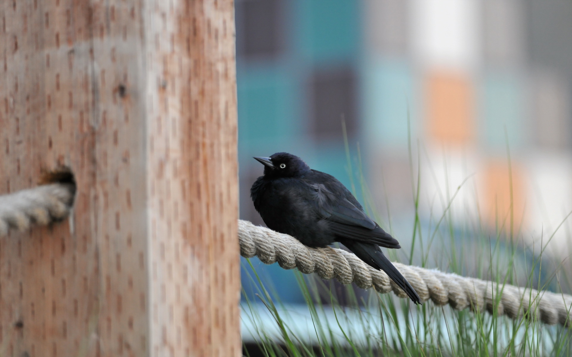 Птица сидит на знаке. Птица на заборе. Птичка сидит на изгороди. Птица сидит на заборе. Чёрные птицы на перилах.