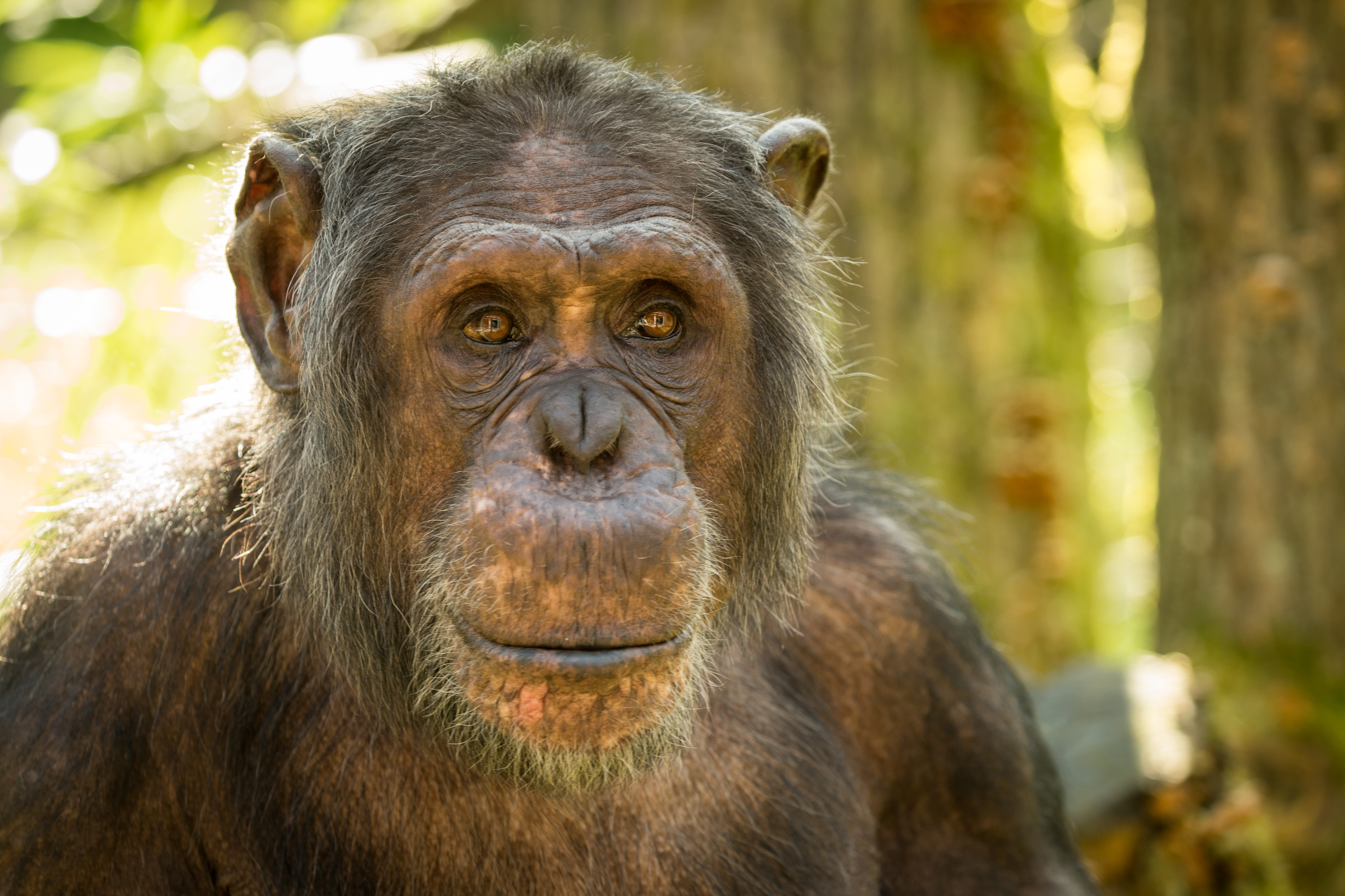 427463 Bildschirmschoner und Hintergrundbilder Schimpanse auf Ihrem Telefon. Laden Sie  Bilder kostenlos herunter