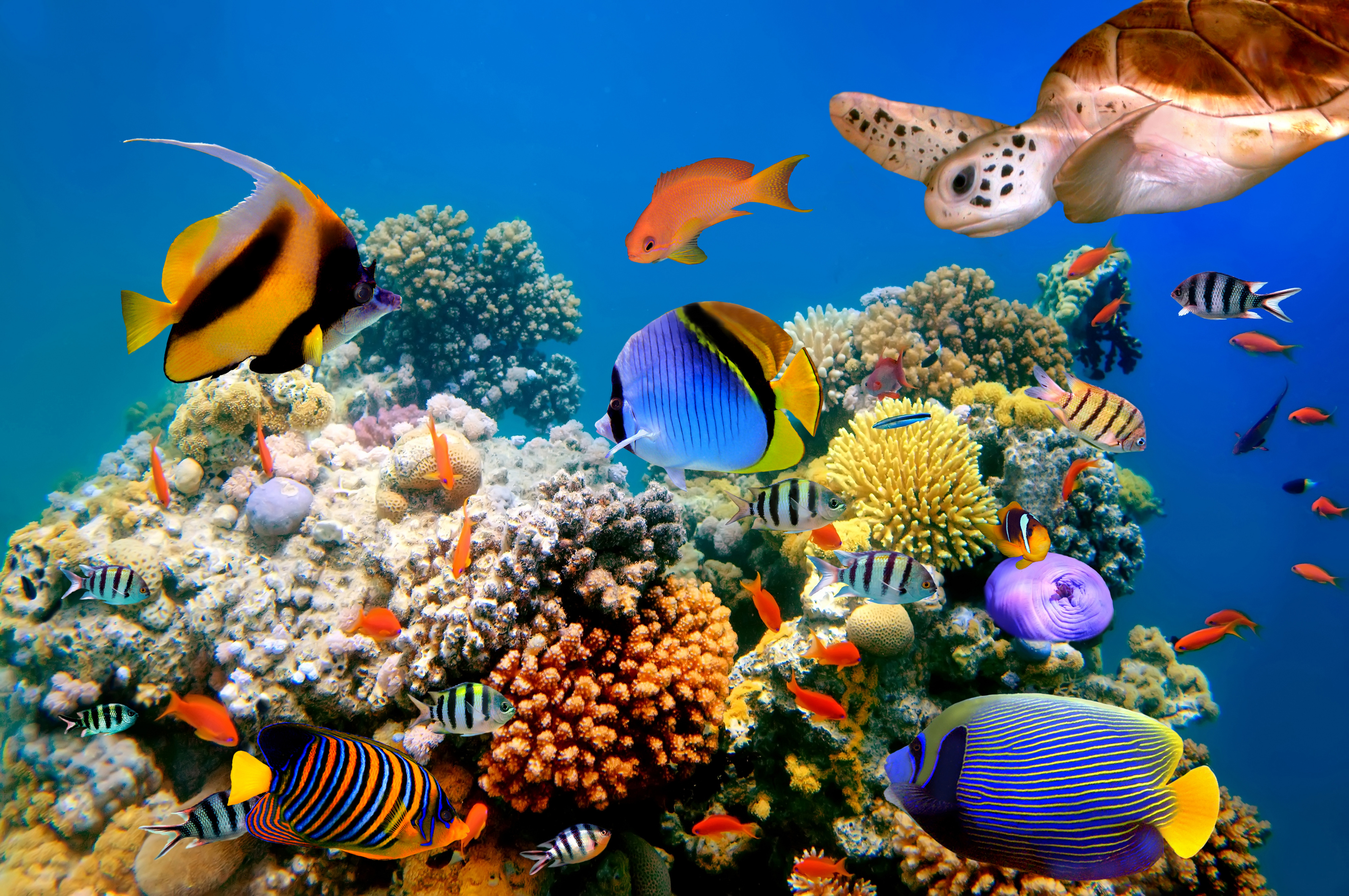 349096 Hintergrundbild herunterladen schildkröte, korallenriff, fische, tiere, fisch, unterwasser - Bildschirmschoner und Bilder kostenlos