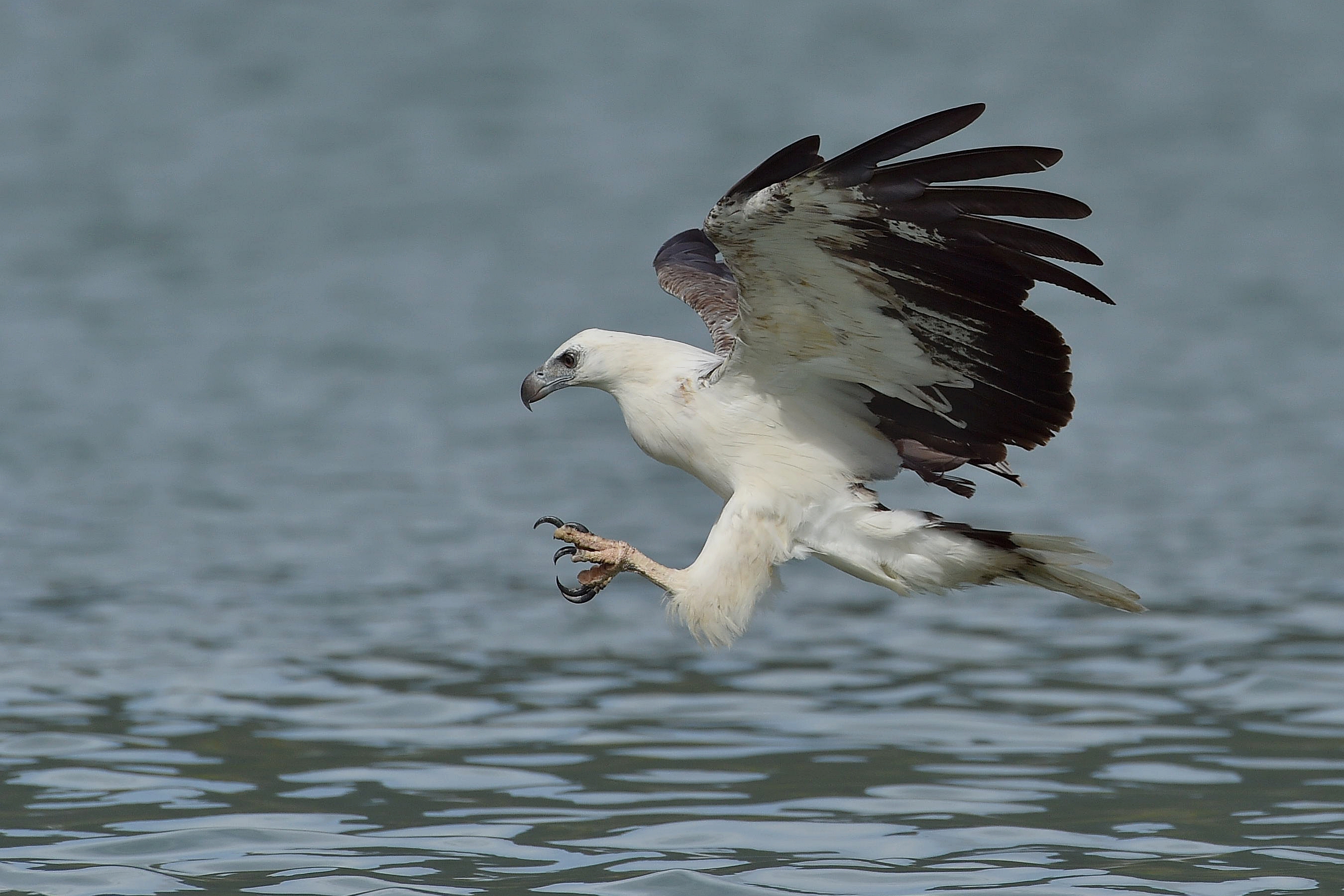 vertical wallpaper eagle, sea eagle, animal, white bellied sea eagle, claws, swooping, birds